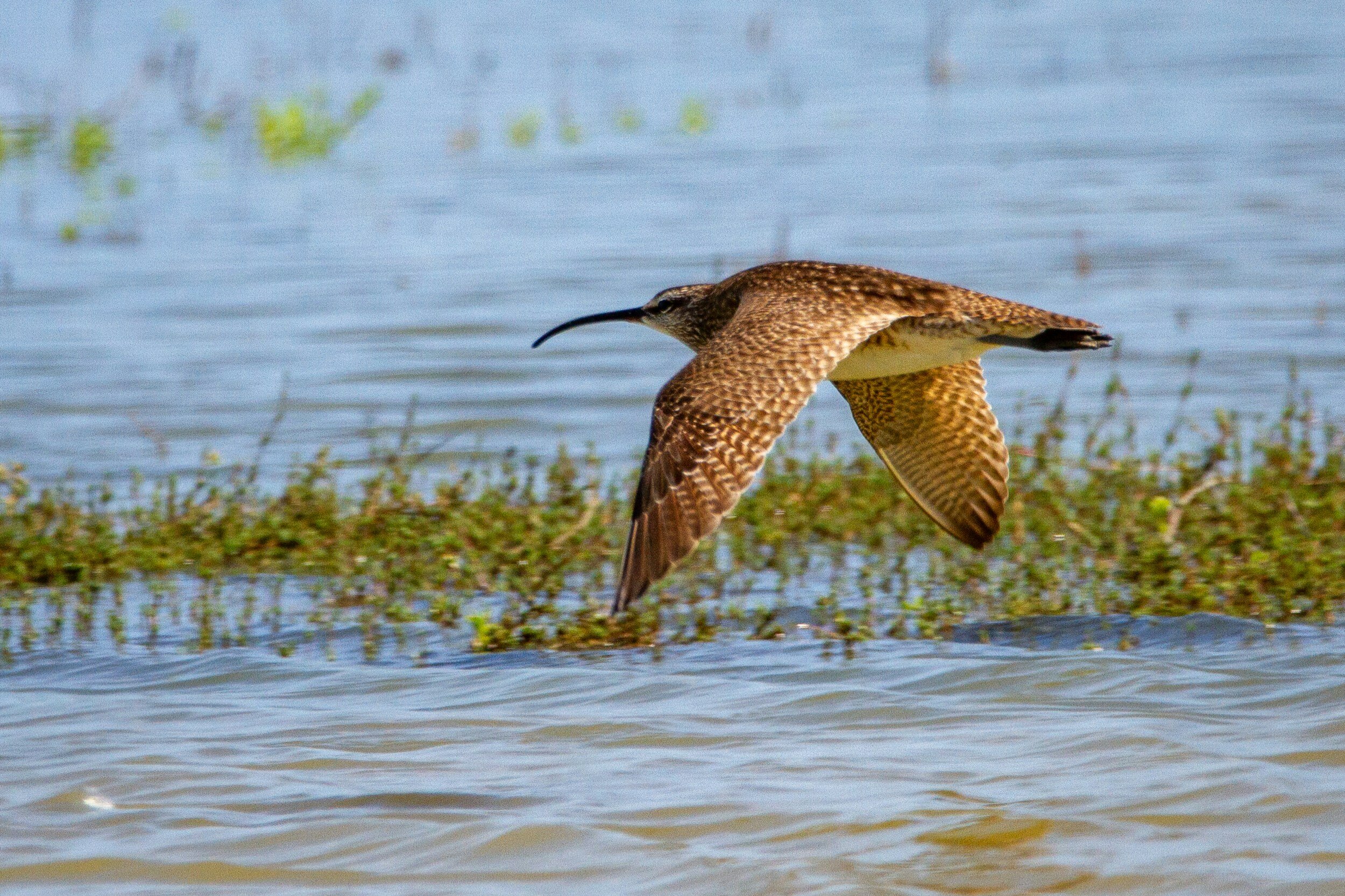 How the Yorkshire Dales is Leading The Way to Save Endangered Curlews