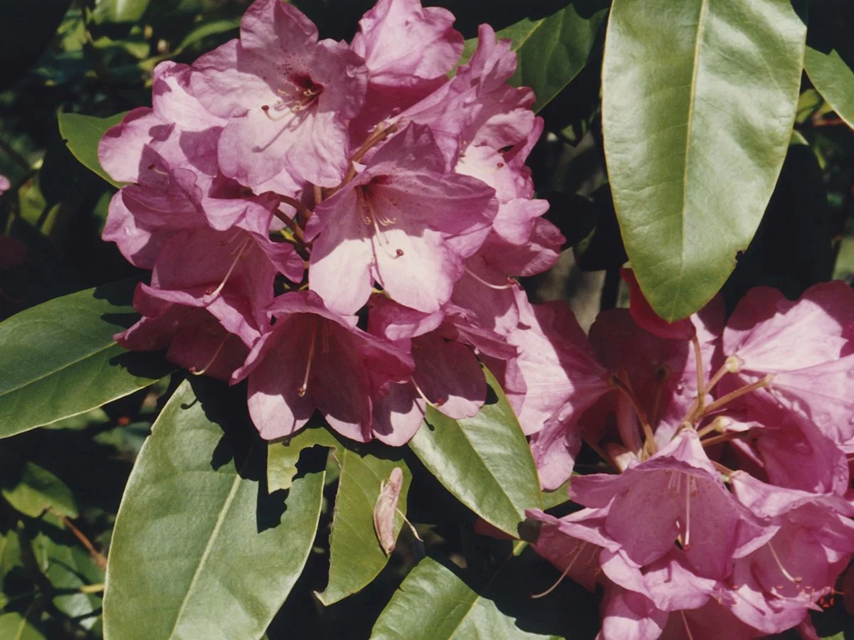 1. Final Scan Pink Flowers-30x40-web.jpg