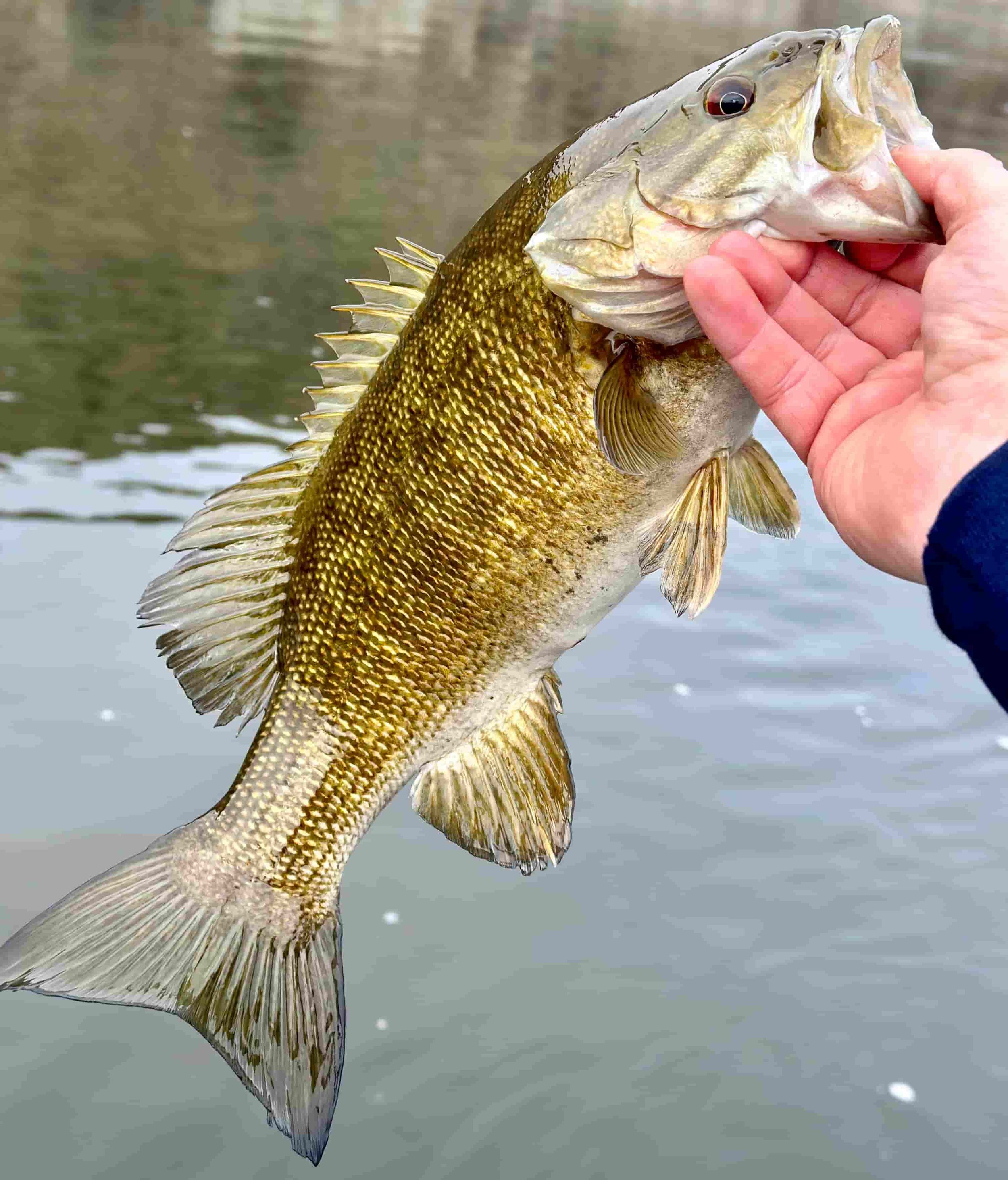 Large Smallmouth Bass Salmon River