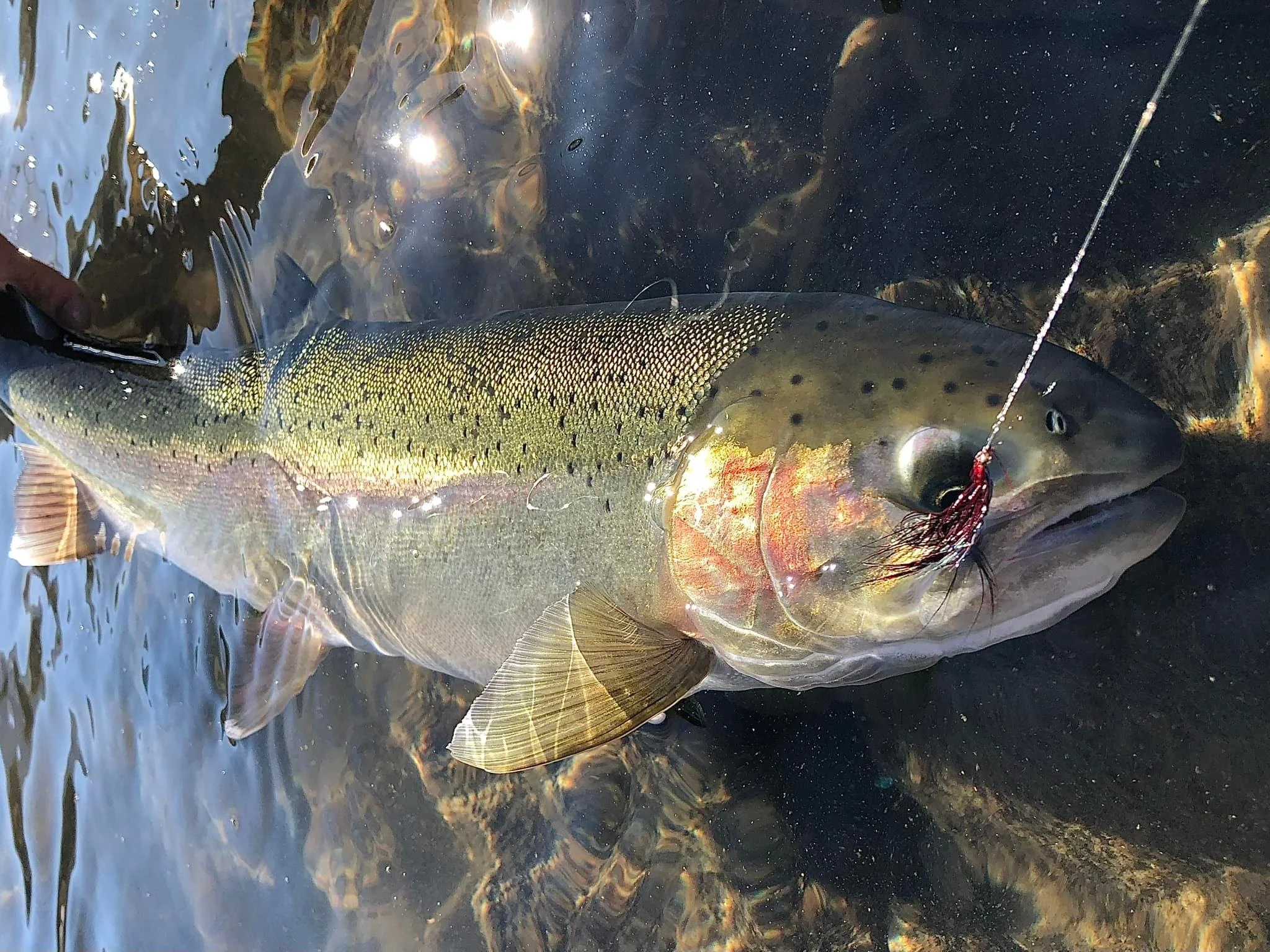 Spey Fishing for Idaho Steelhead