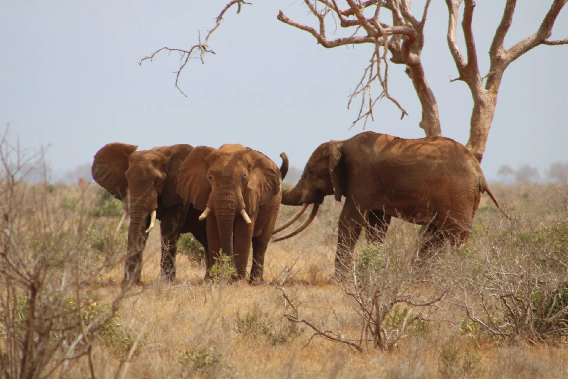 Across Borders, Across Species: The Fight to Protect Wildlife