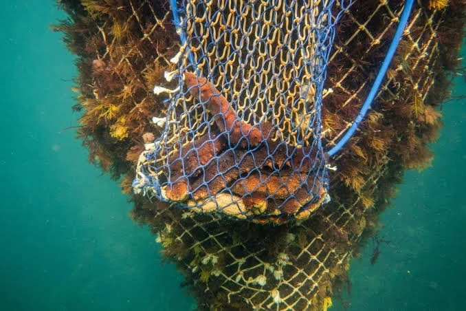 The Overfishing Crisis of the Sea Cucumber 