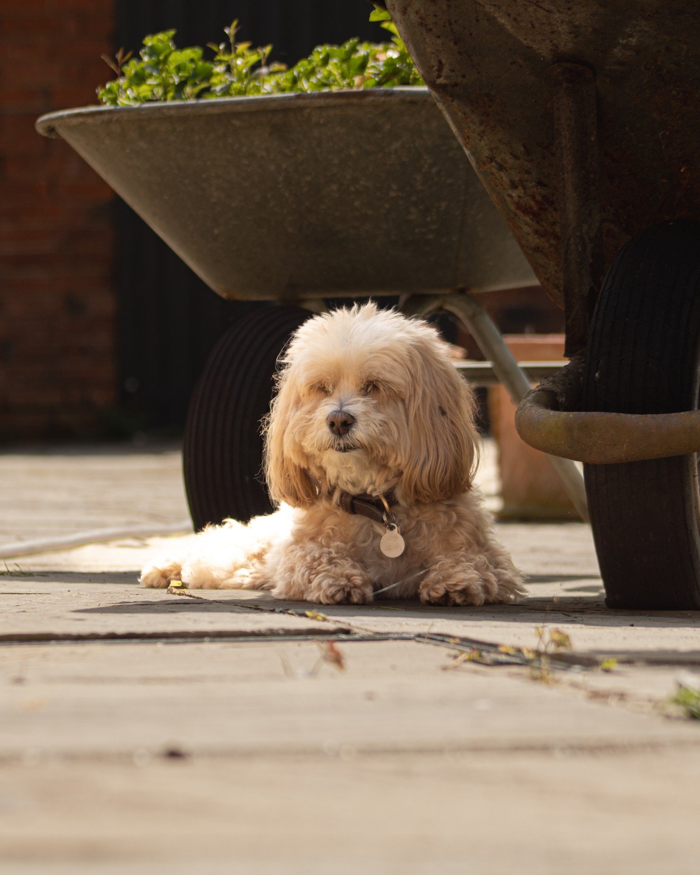 Buying a new lens always means my dog becomes a model 

#canon2000d #maltipoo #lincolnshirephotographer