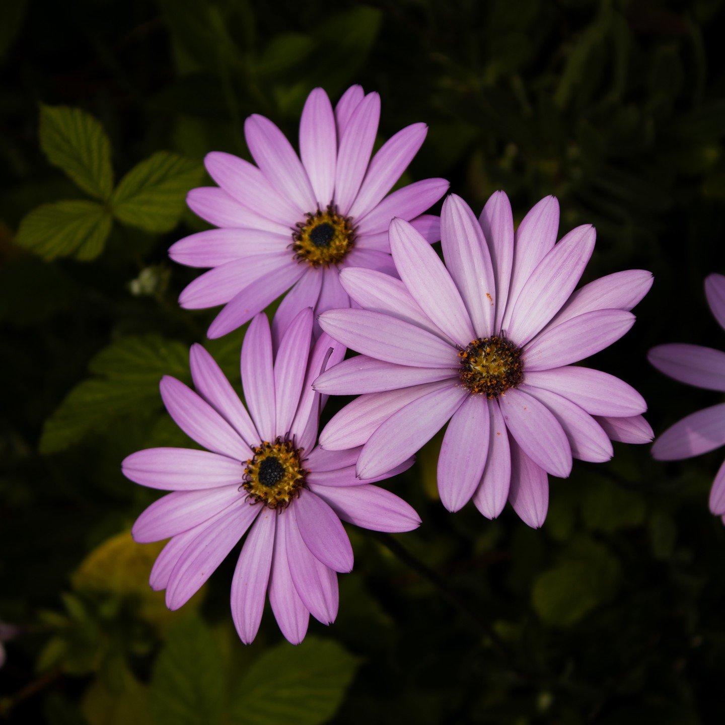 A couple of shots of evidence of this year's spring

#canon2000d #spring2024 #lincolnshirephotography