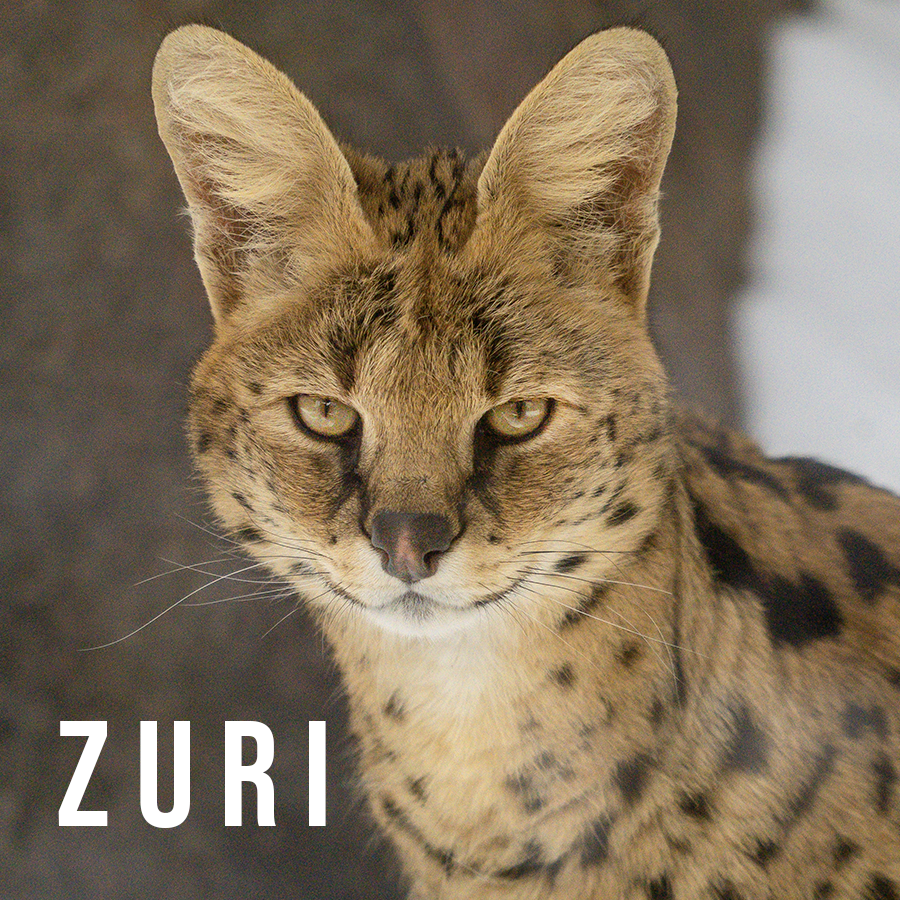 Mag_Zuri.png