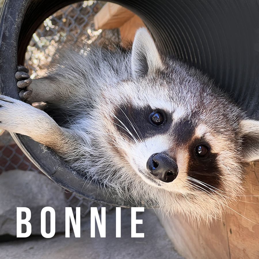 Mag_Bonnie.png