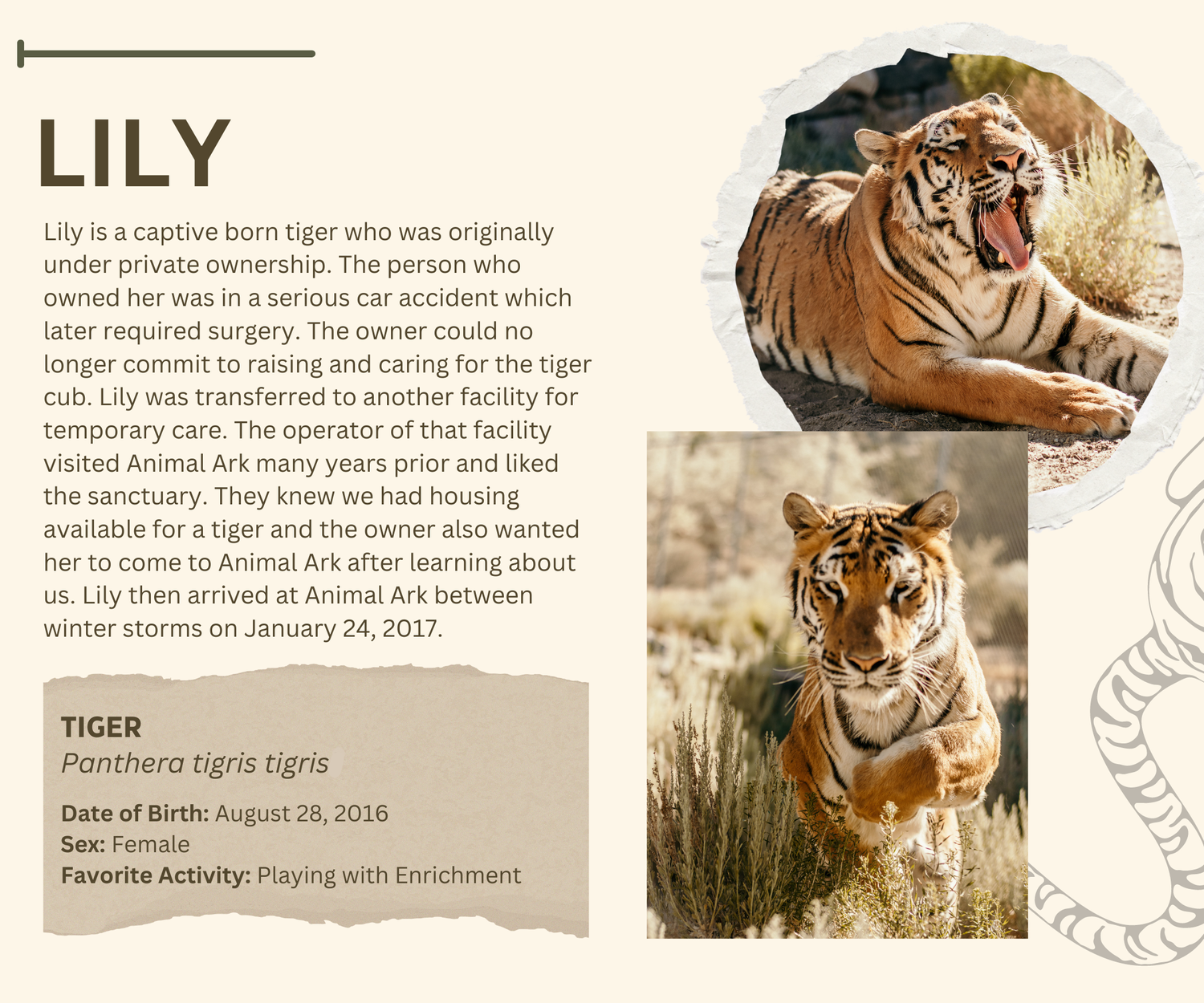 Curated visual reference: Picture Idea: Large Felines