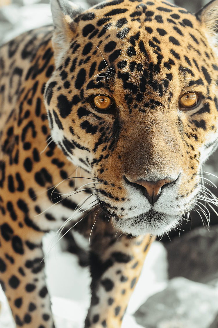 Curated visual reference: Curated Large Felines At Sea Calm Gallery View 37