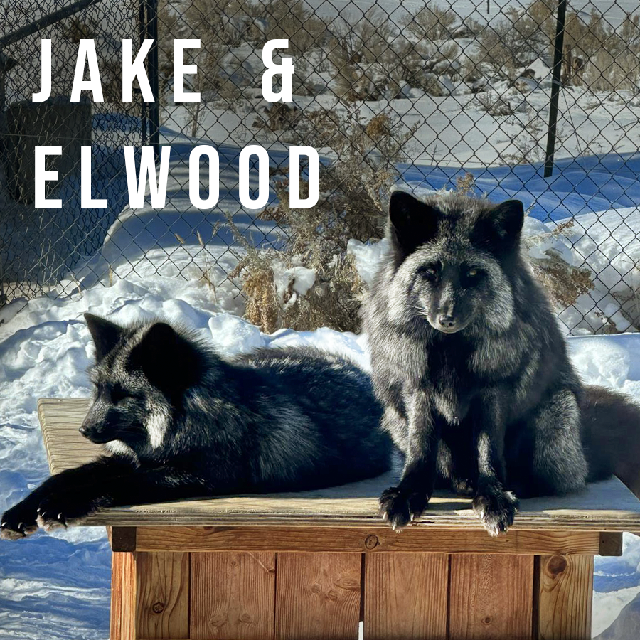 Mag_JakeandElwood.png