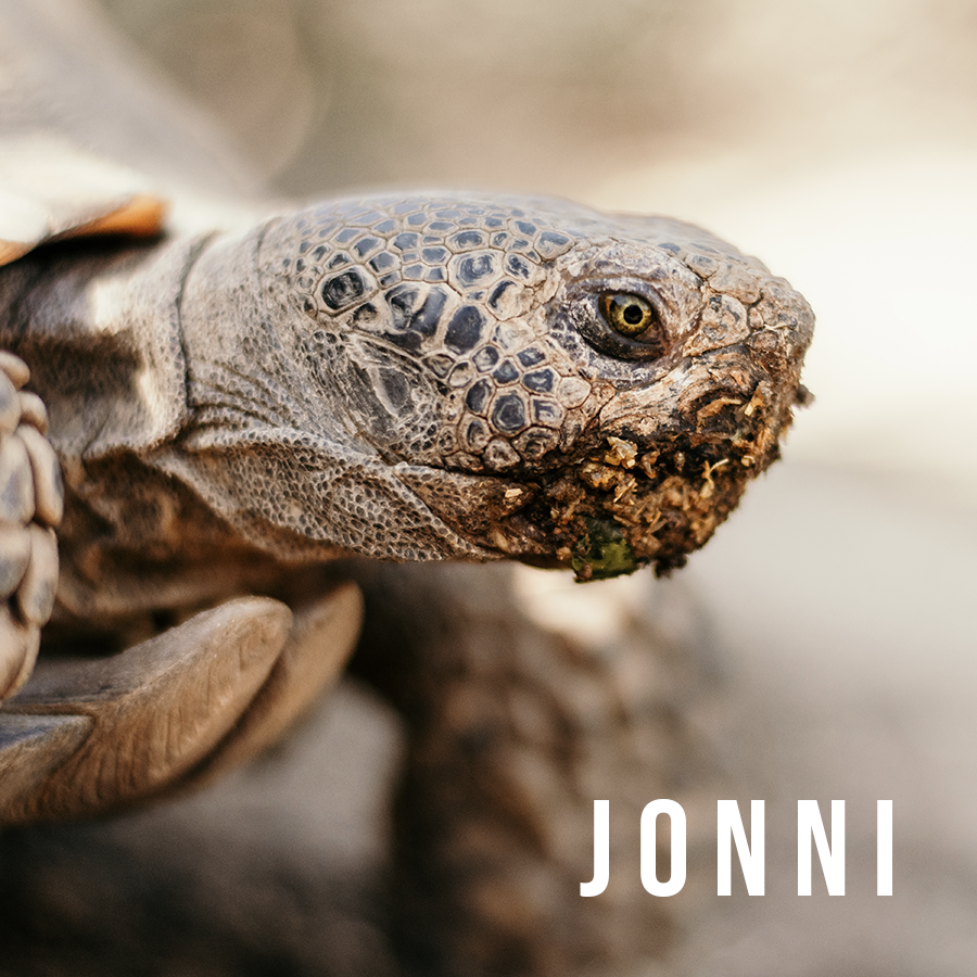 Mag_Jonni.png