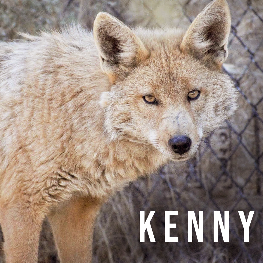 Mag_Kenny.png