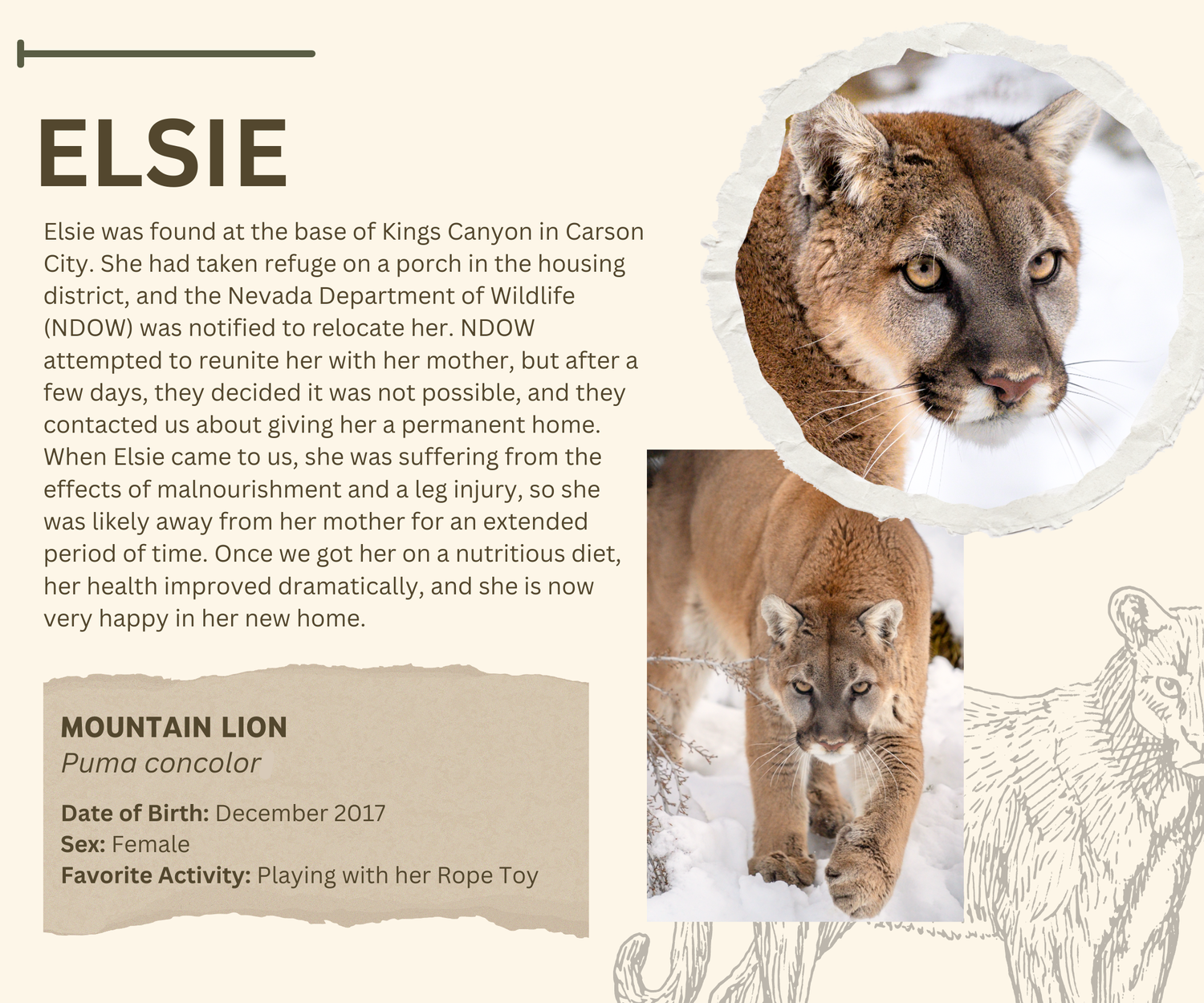 Photo inspiration: Fresh Look at Large Felines