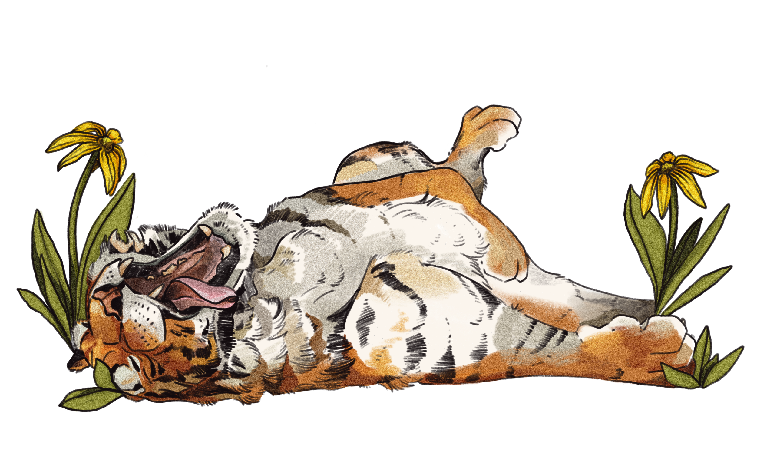 Animal Ark Wildlife Sanctuary Educational Programs photo from the official site