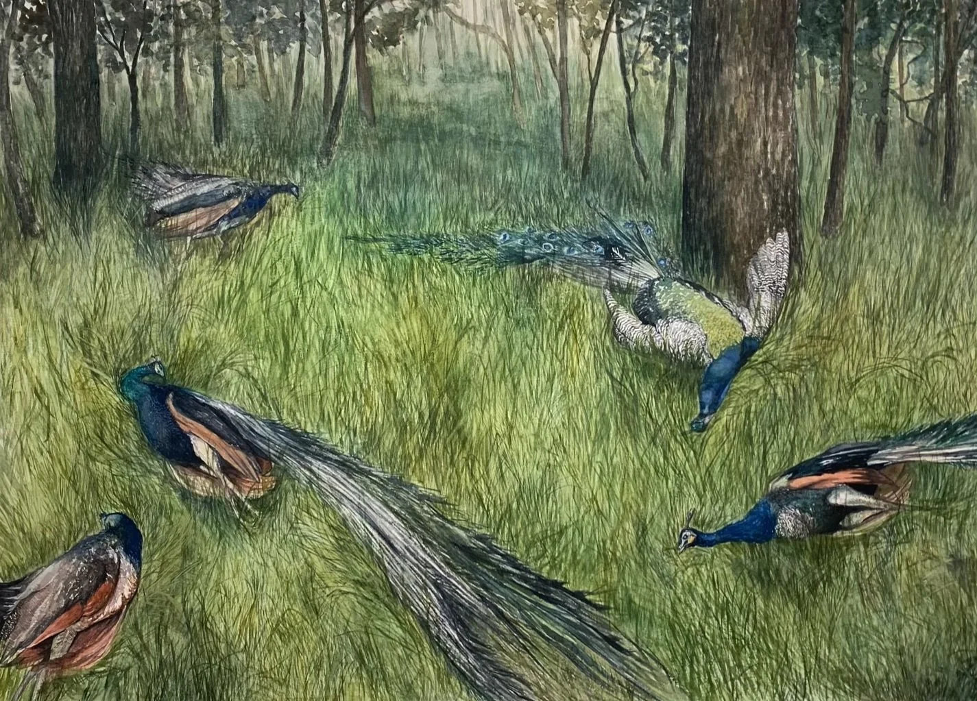 peacock.watercolor.jpg