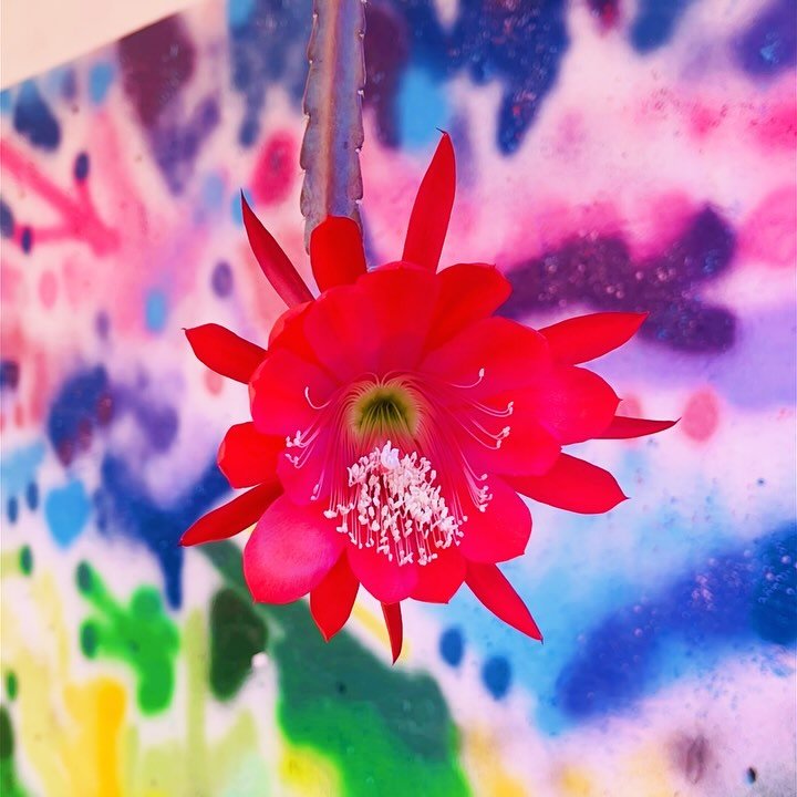 PG is back in bloom from 5pm today! 🌸✨

Thank you for baring with us, we&rsquo;ve made sure the place is looking beautiful for you and we can&rsquo;t wait to welcome you all back into the space again! 

We&rsquo;ve made some final adjustments to the