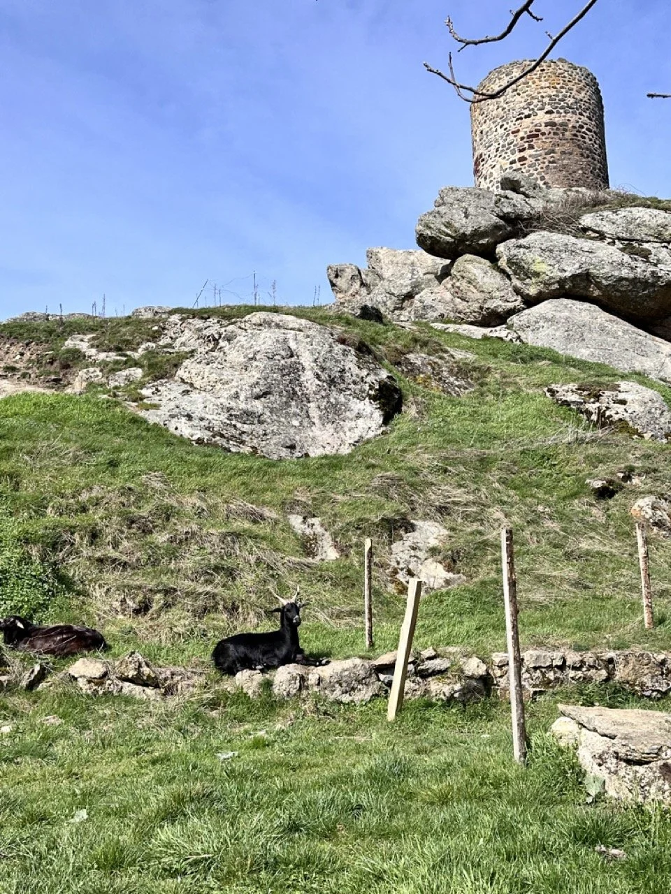 goat and tower Large.jpeg