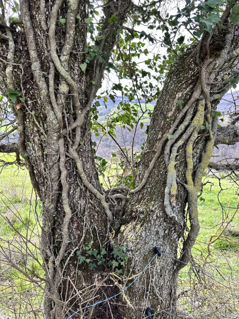 vines on tree Large.jpeg