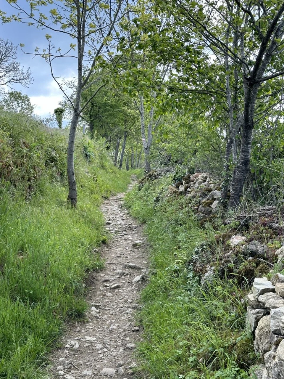 24-0423-2-trail next to rock wall 2 Large.jpeg