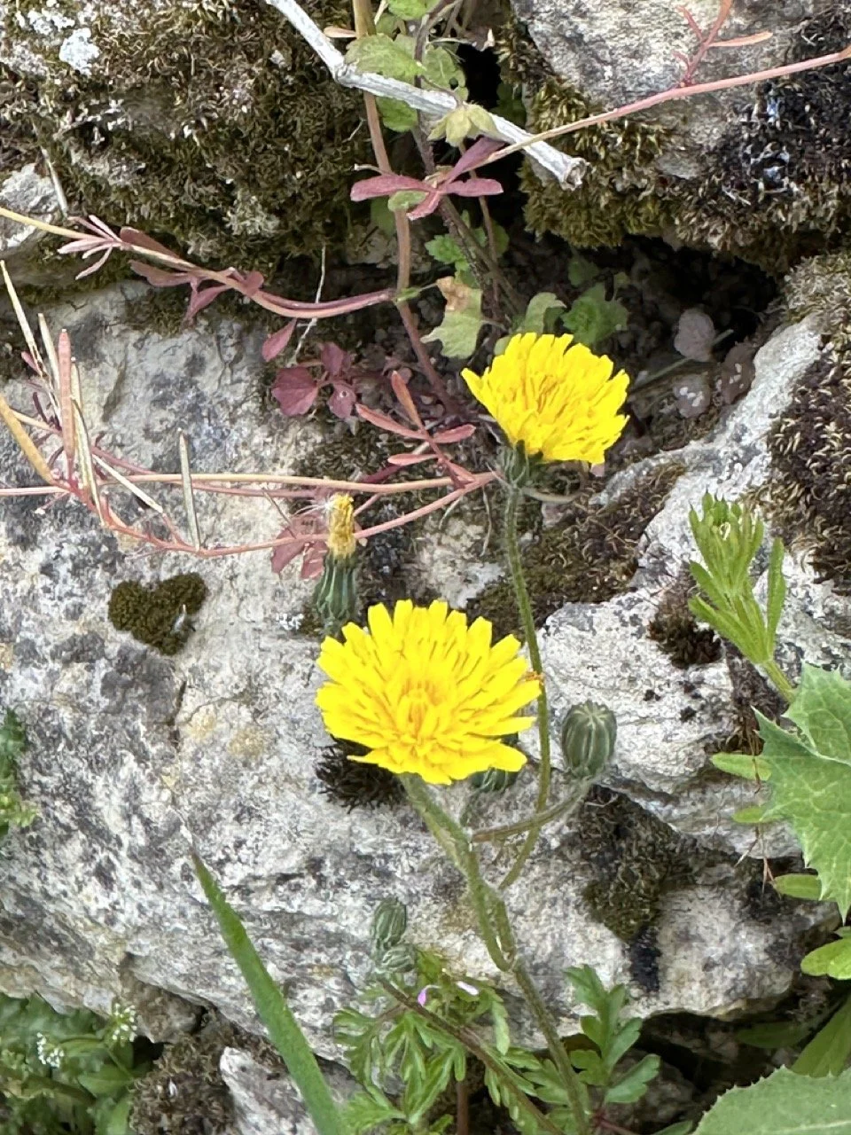 24-0423-4-flower in rocks Large.jpeg