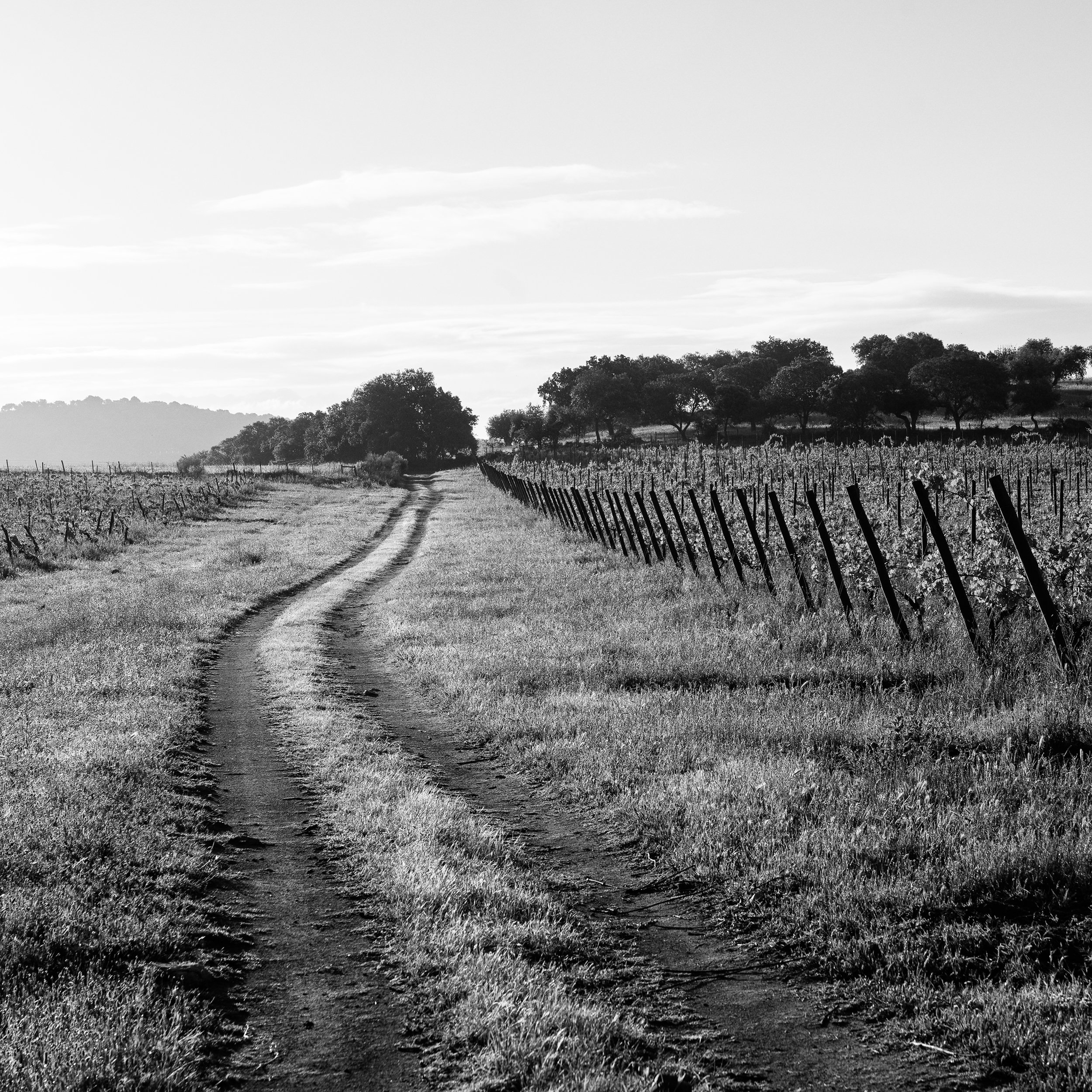 Barrocal-Portugal 2019-Plate 3