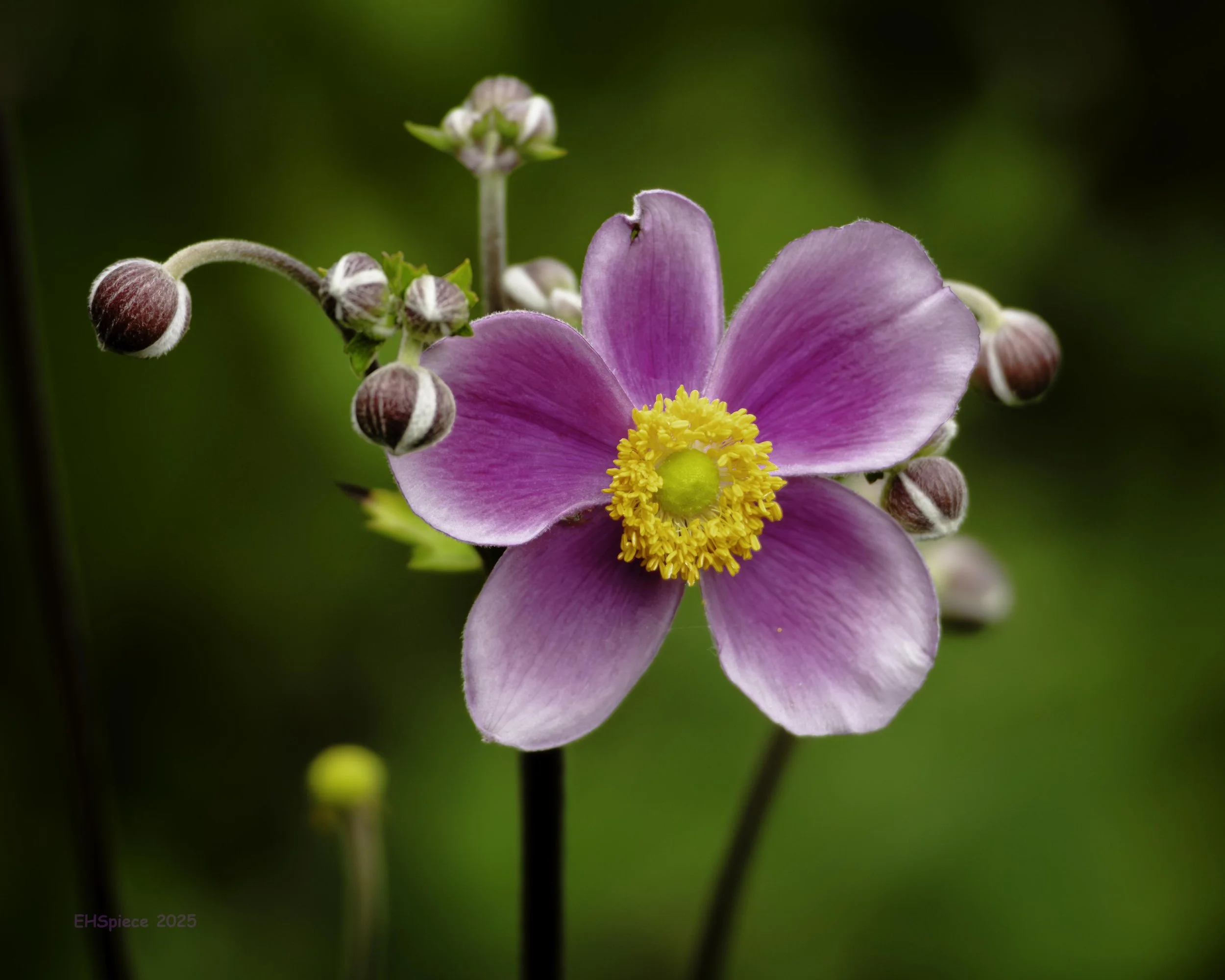 5N9A0842-Tryon Castle Flora lower Res.jpg