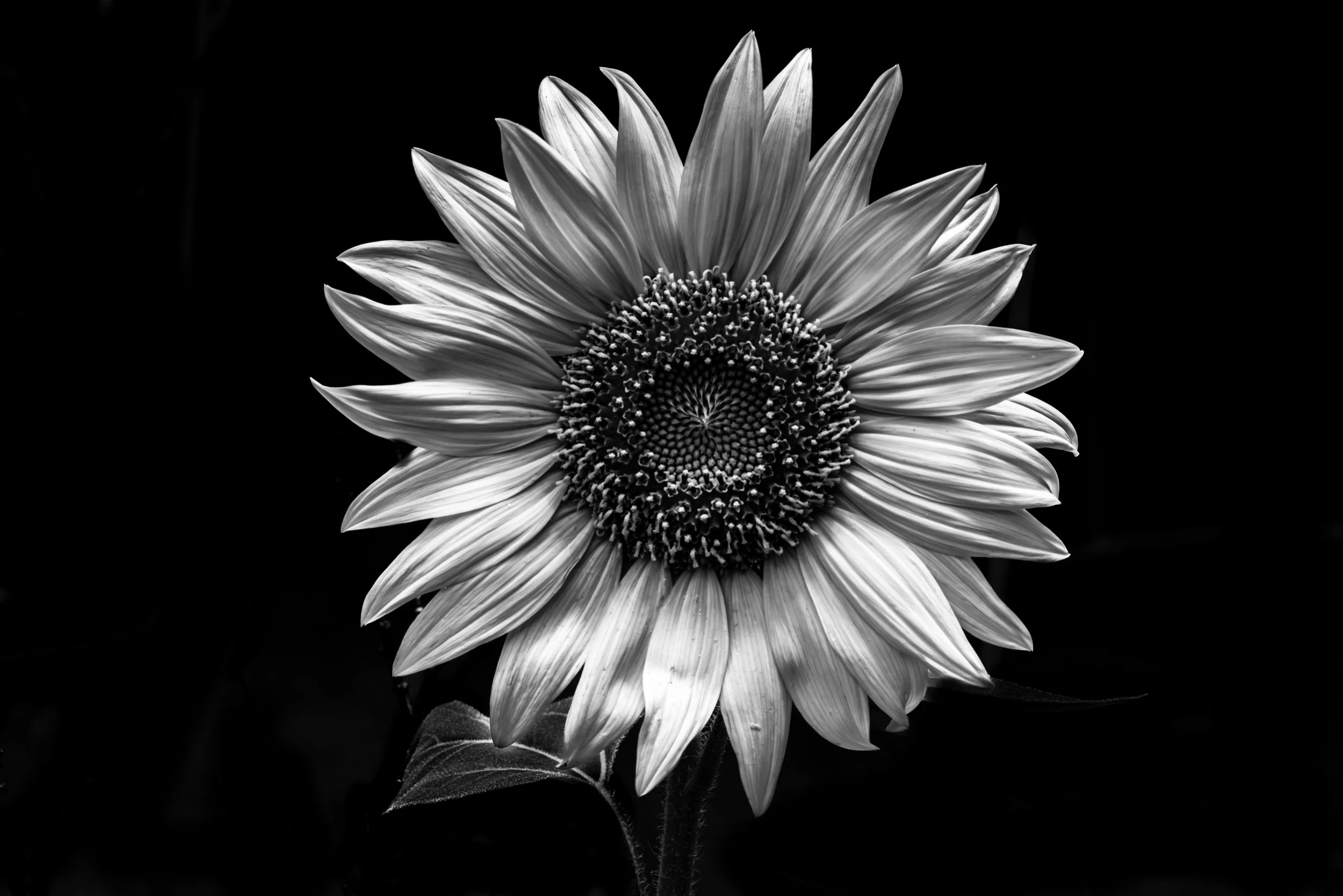 5N9A7374-BW flower.jpg