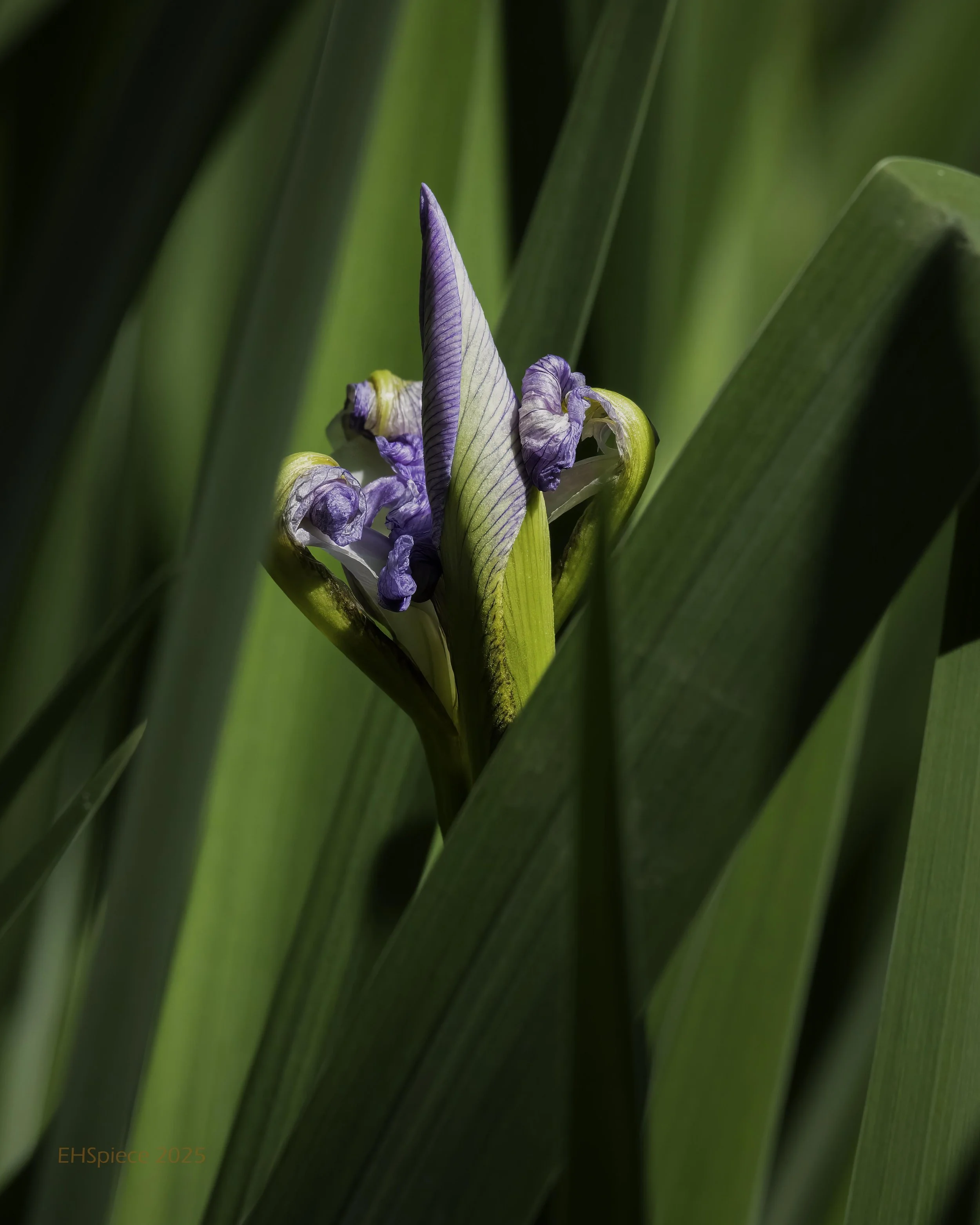 5N9A0277-Edit-Edit Low Res.jpg