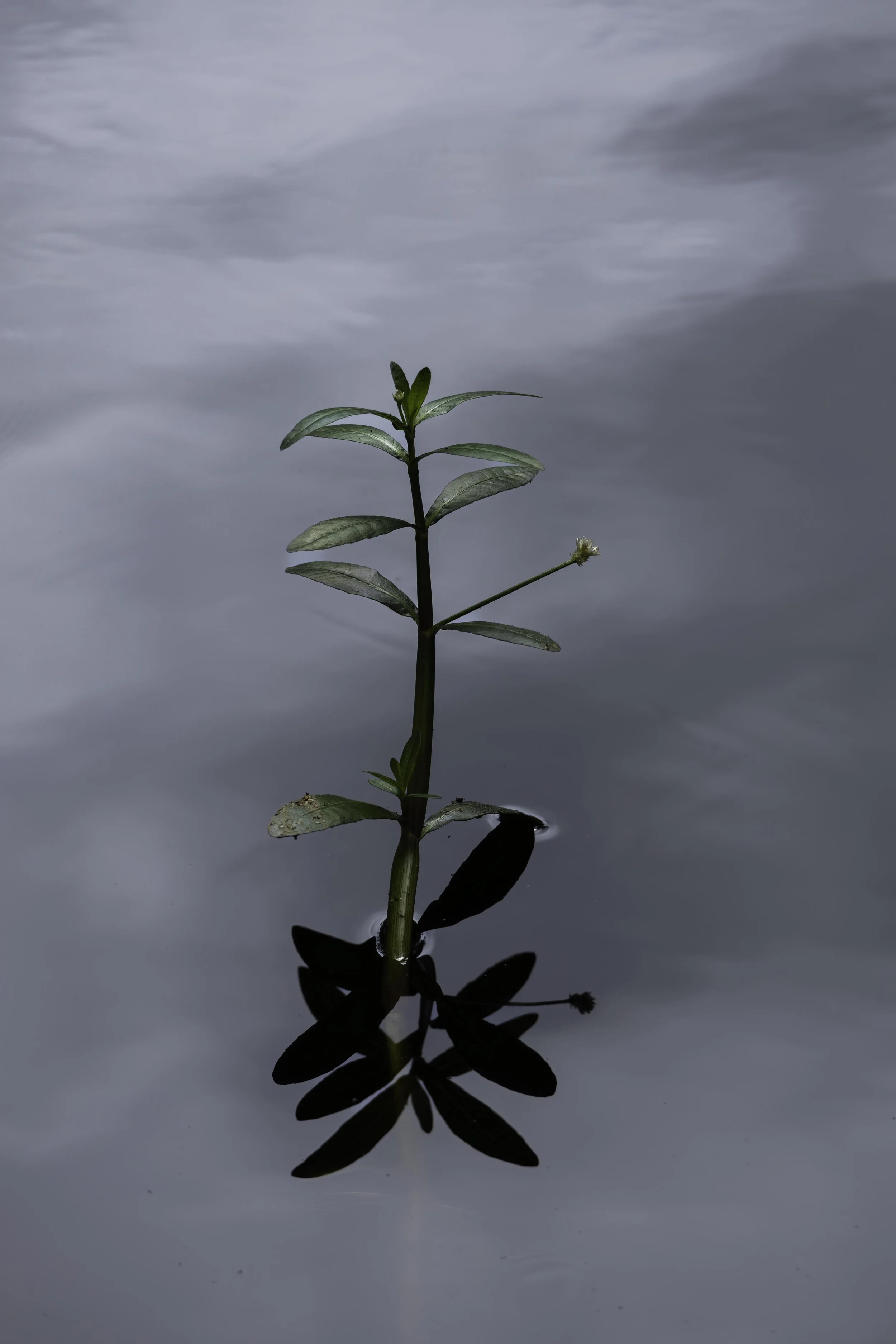 5N9A0378-Enhanced-Minamalism Low Res.jpg