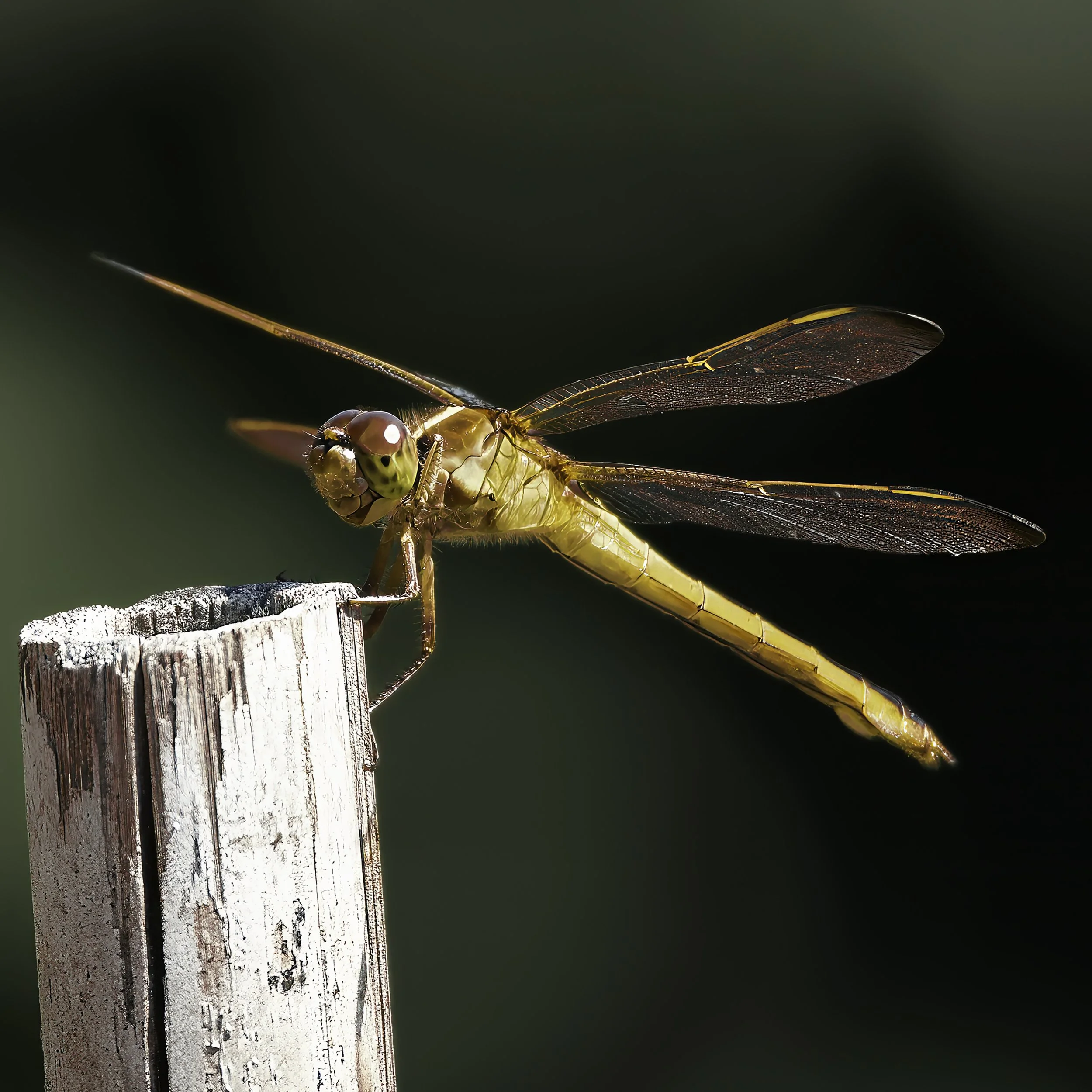 Libellula croceipennis (neon skimmer) at the Tryon Palace Gardens