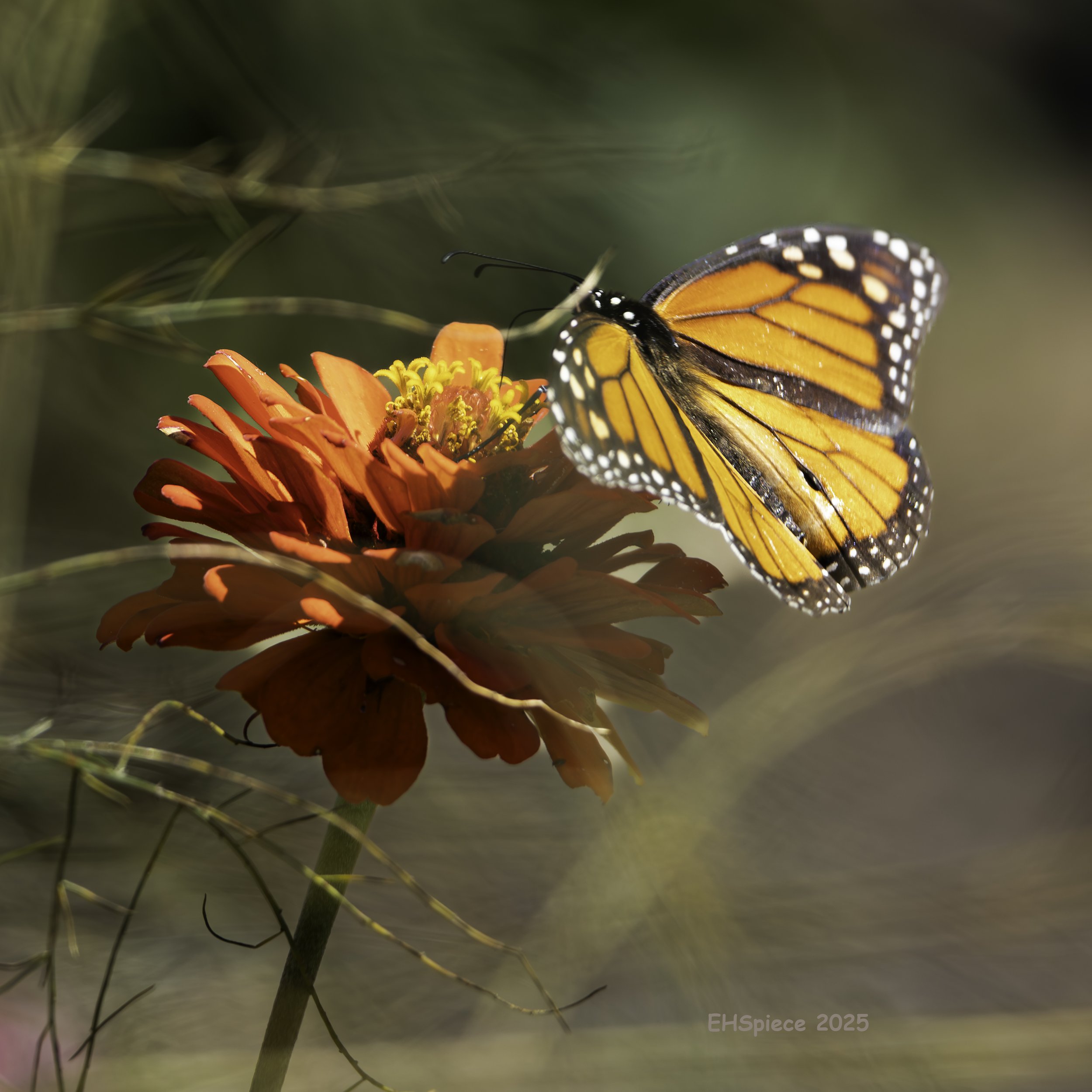 Monarch at the Tryon Palace Gardens