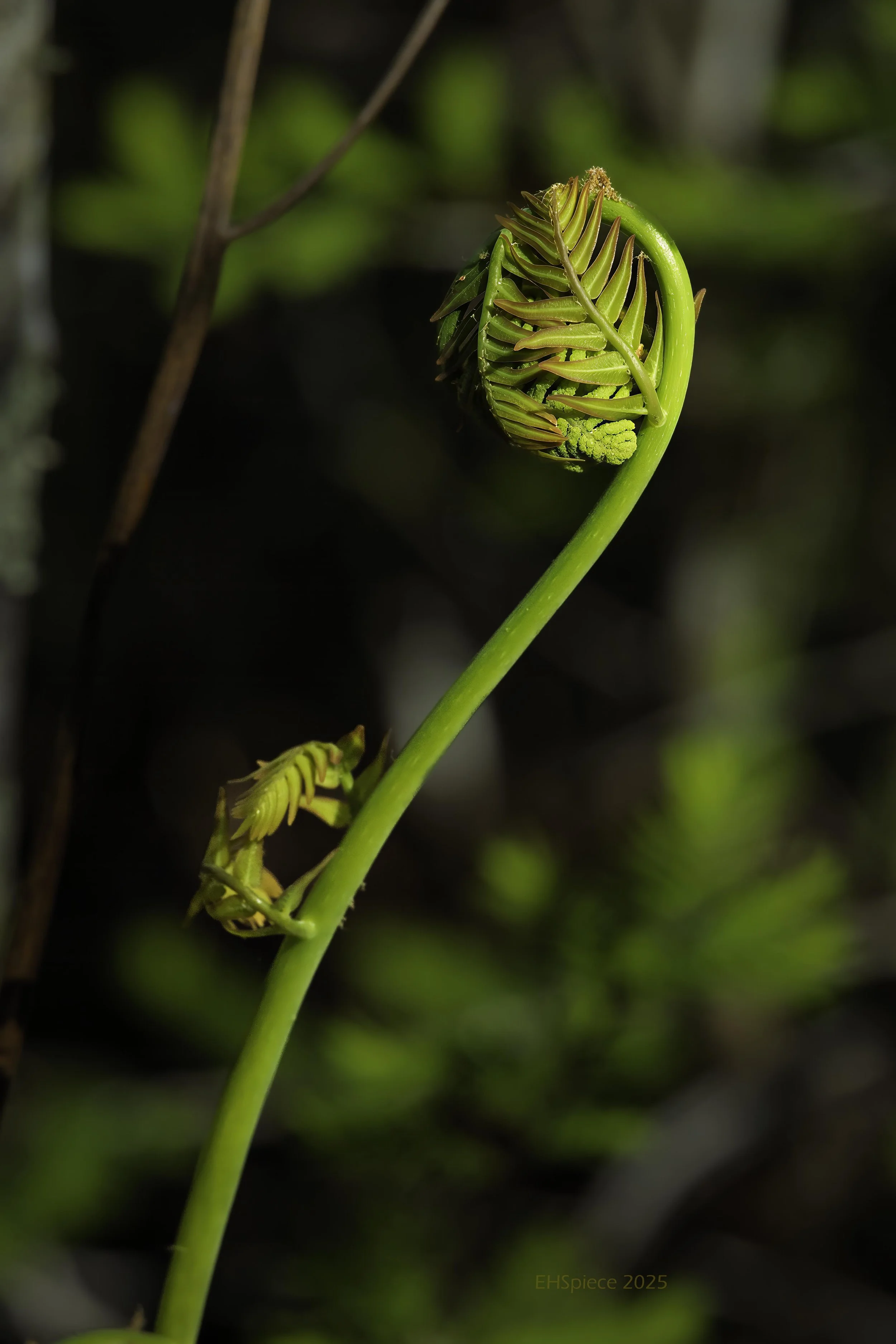 5N9A0269-Edit-2-Low Res.jpg