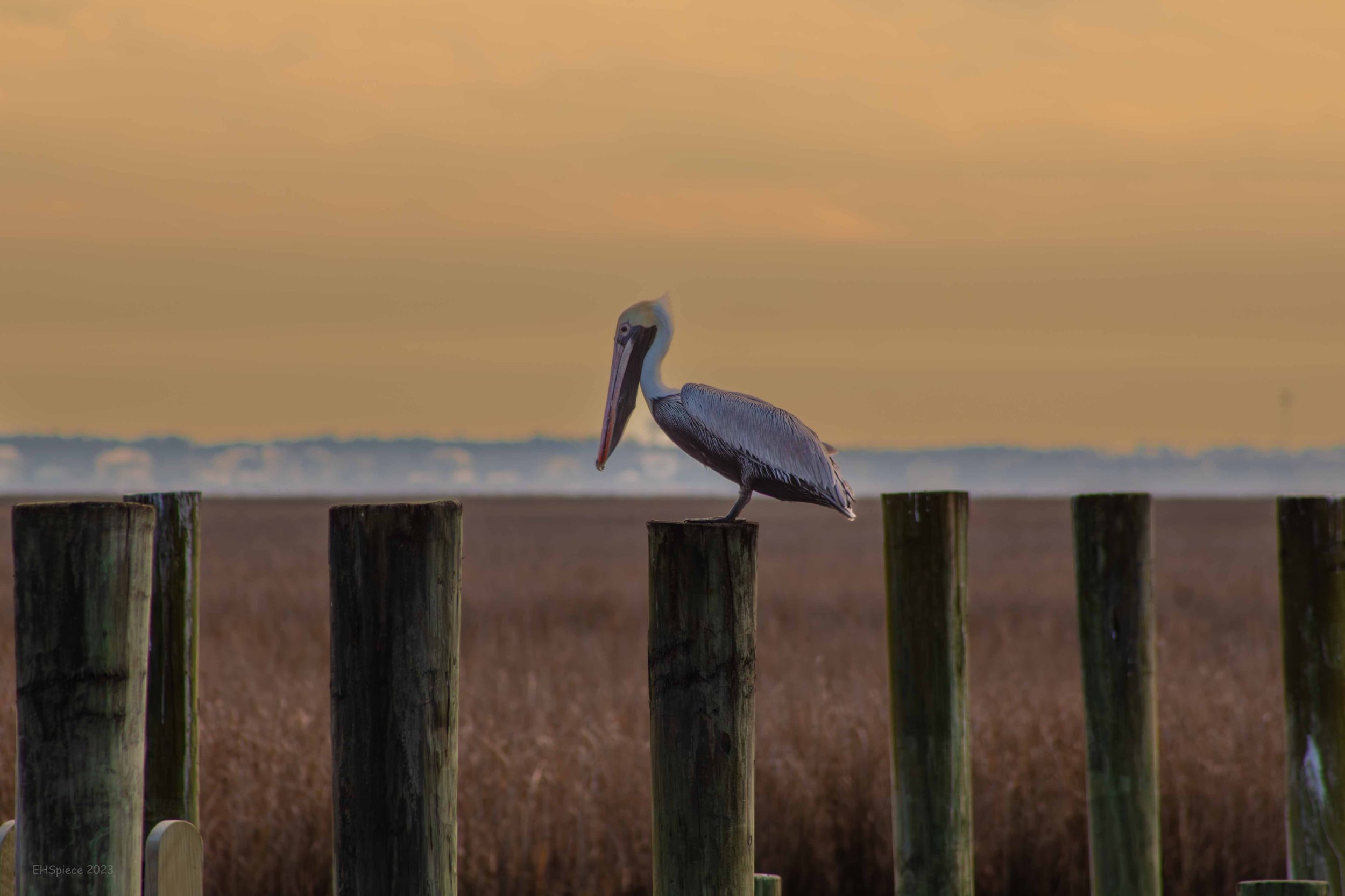 Perched... Brown Pelican