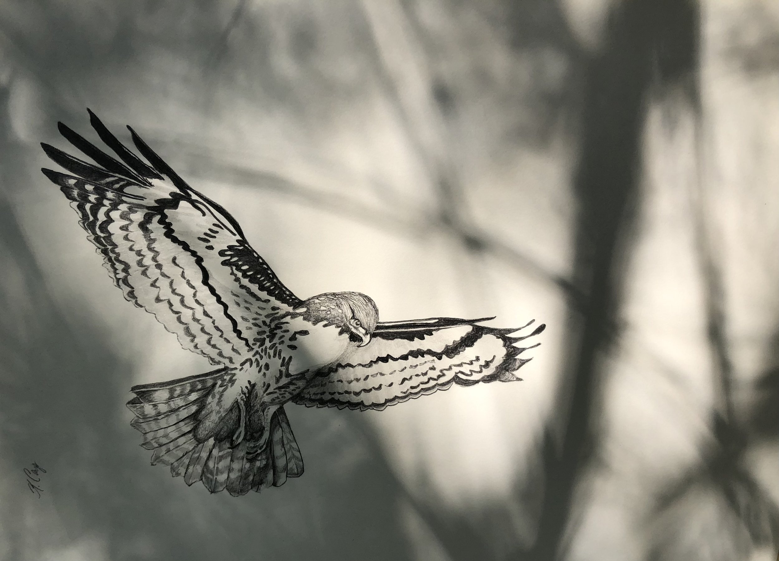 Deaming With the Forset. 2023.14x 17 inches. Multi-media.jpg