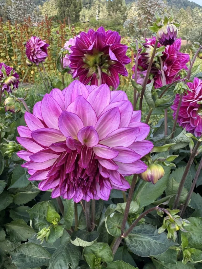 Buttermilk Purple Fog