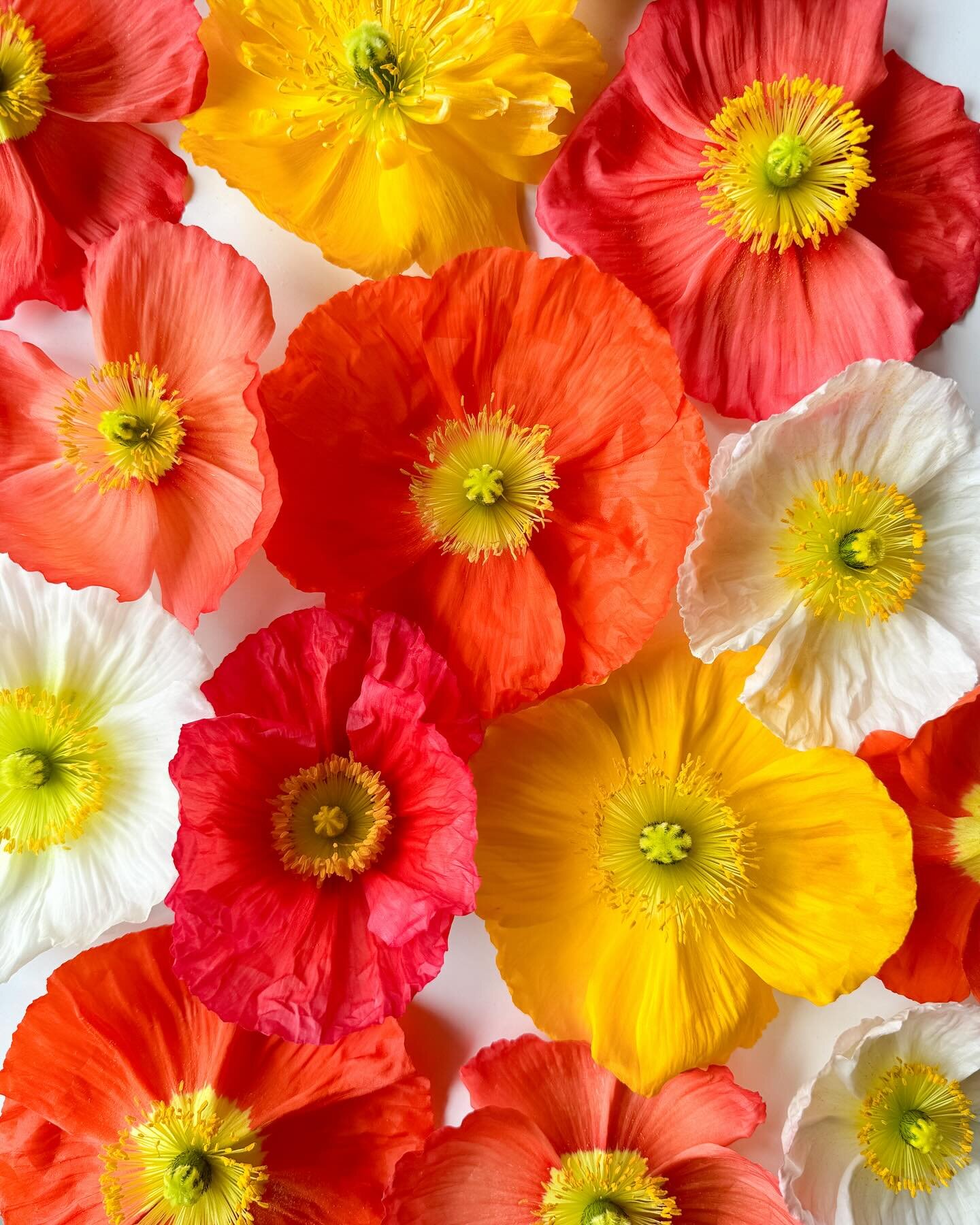 April flowers! Our poppies are poppin&rsquo; off in the high tunnel, perfect for our first spring wedding next week!