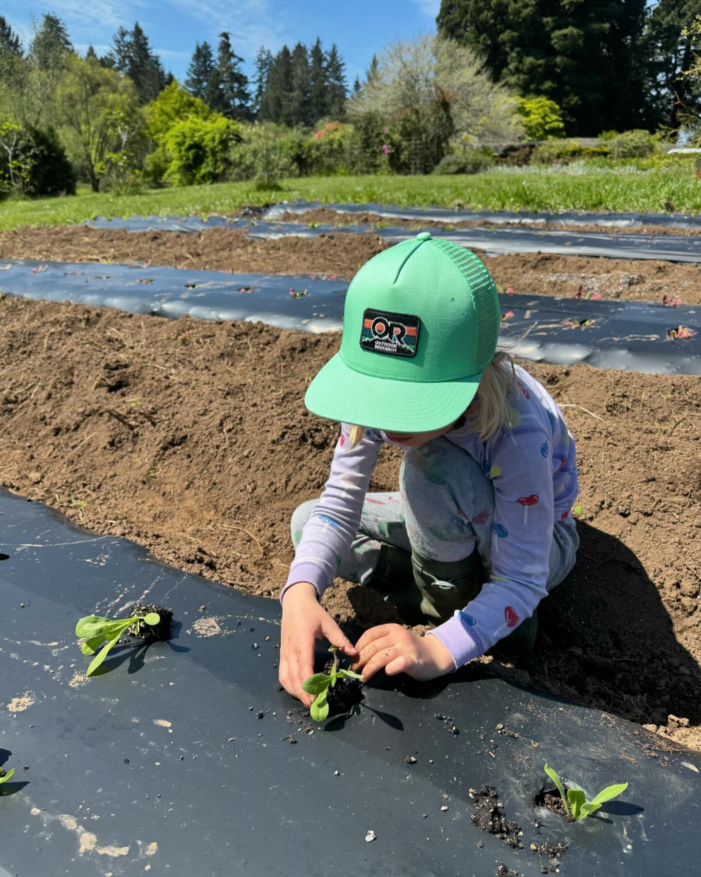 Spring Break looks a little different on a farm, planting strawflowers in mismatched holiday pajamas. 

#flowerfarmer #zone9b #teachemyoung #humboldt #womenwhofarm