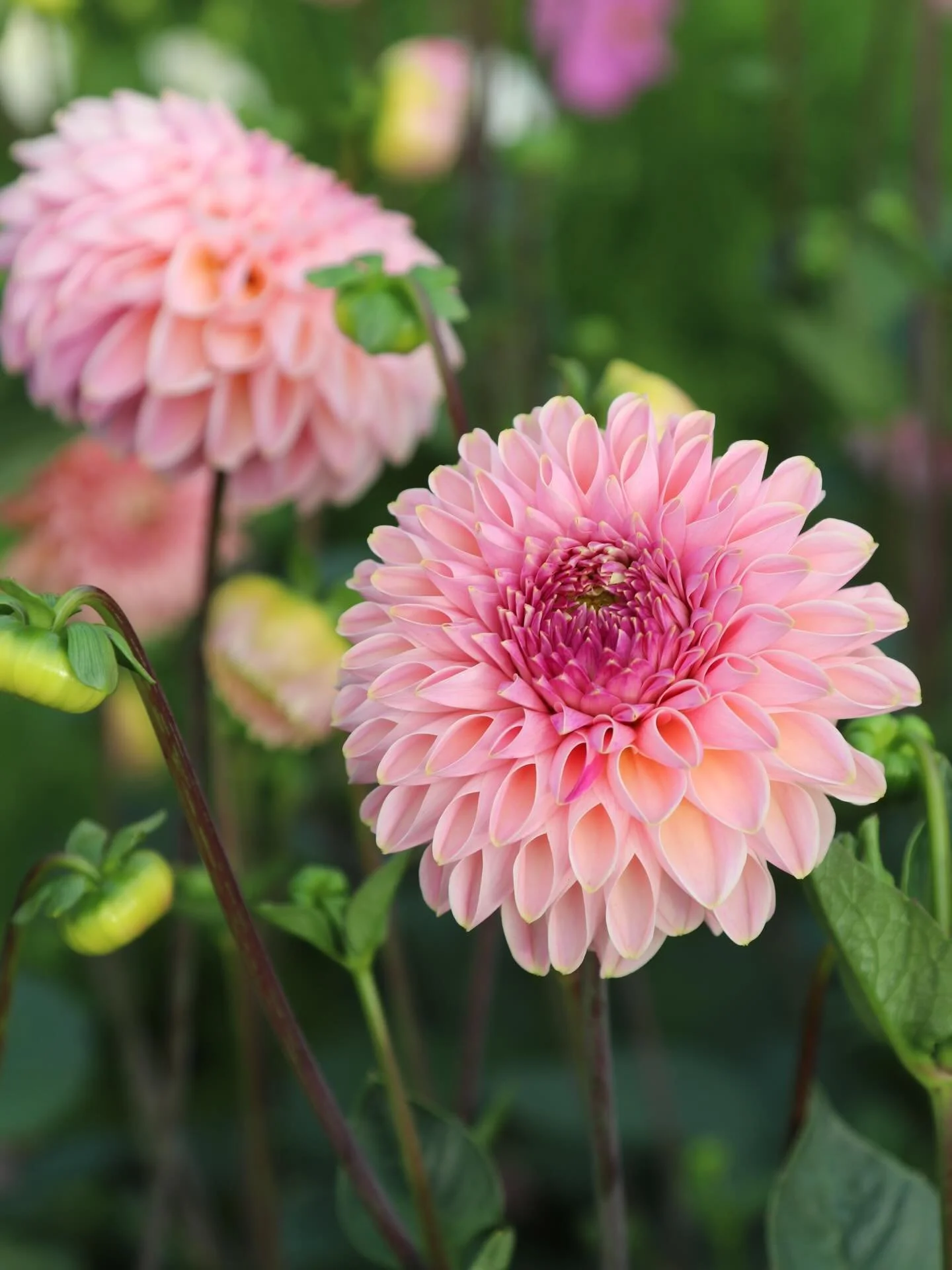 What should we name her?  She&rsquo;s a little pink, a little peach, a little mauve &hellip; the true color is hard to catch. 
Rumor has it we will have a limited number of these for our tuber sale this spring&hellip;. But first we need a name.