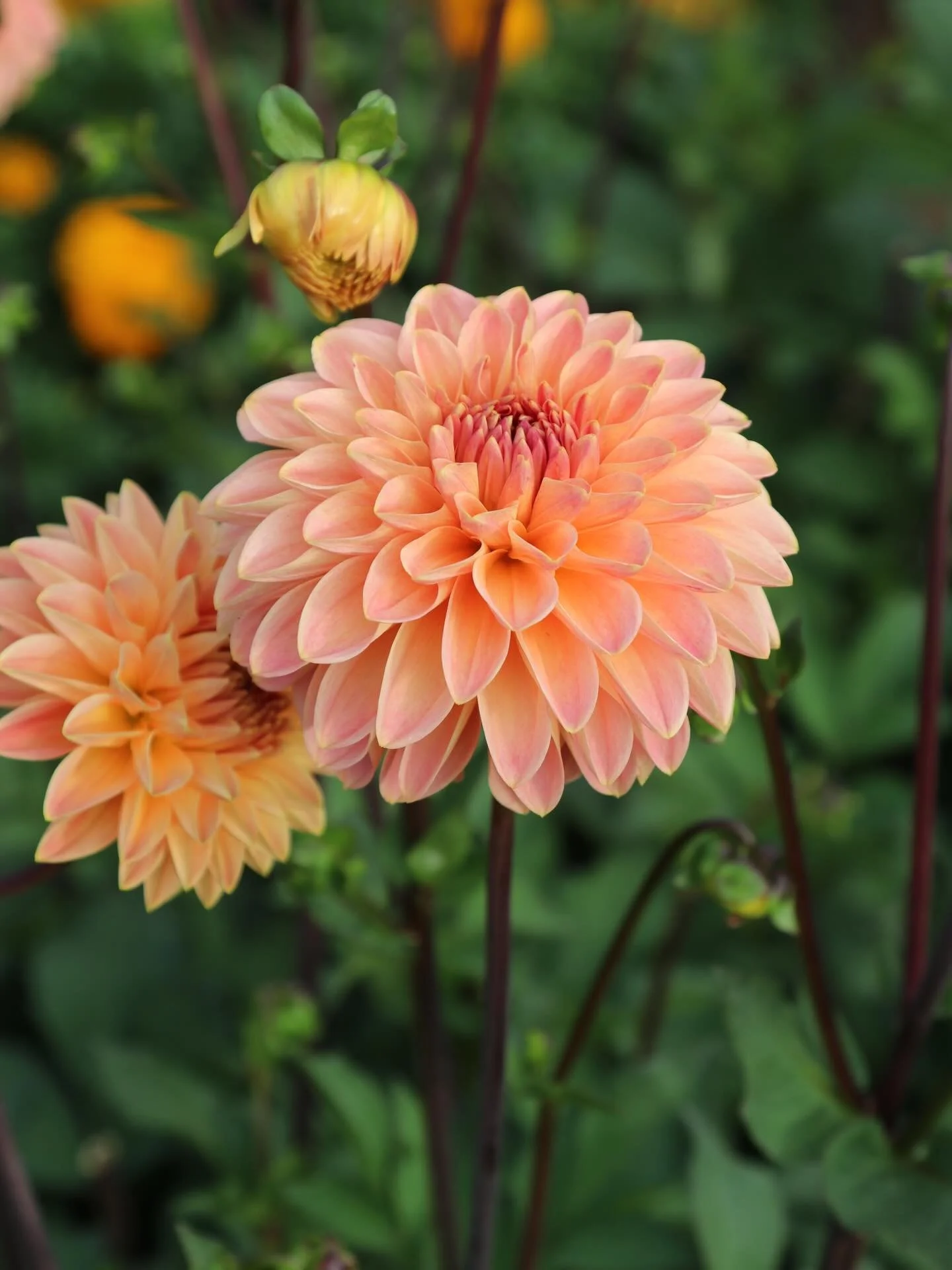 Guess what ? We planted our first dahlias of the season in the high tunnel today. Three beds of them! It&rsquo;s always a gamble but when the early season high tunnel dahlias pay out it&rsquo;s so worth it!  Adding some of our seedling dahlias to the