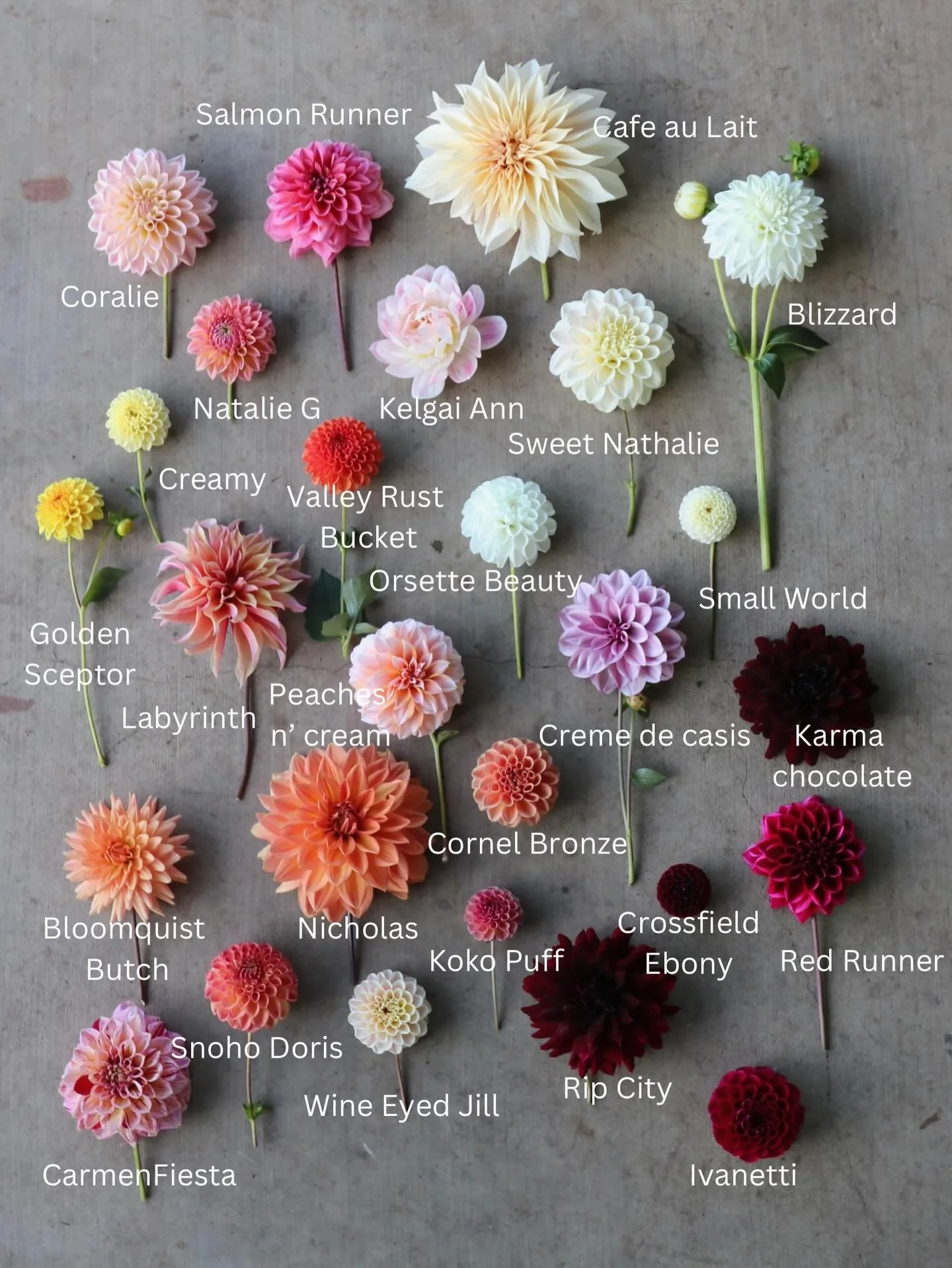 We may be in the depths of valentines flowers, but before we know it it will be dahlia season! Some of our varieties that will be available during our tuber sale in March.