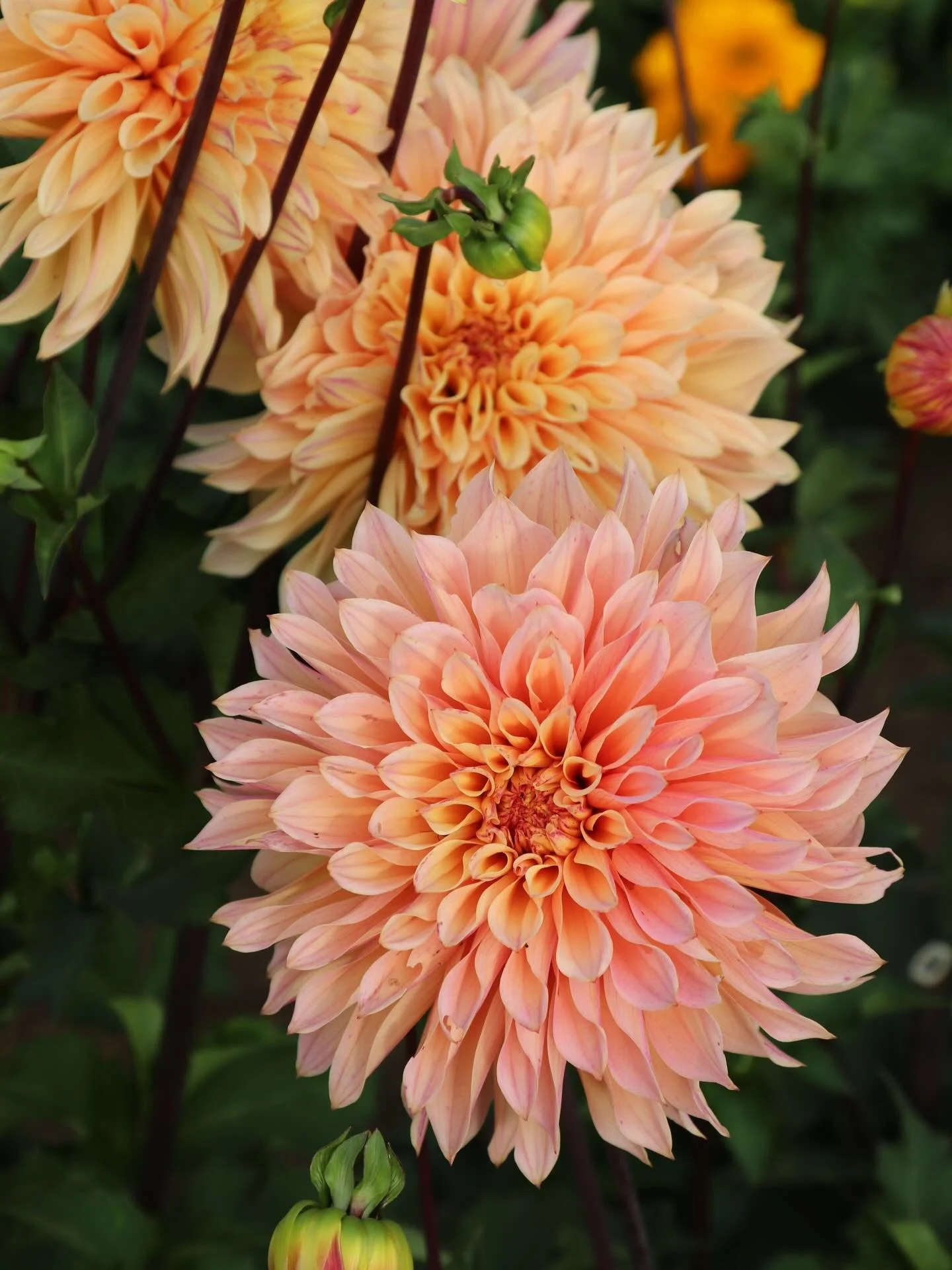Introducing Buttermilk Sunburst! One of the four of our farm bred varieties we will have for you this year! 

If you are on our mailing list you already know, if you are not here you go! It&rsquo;s DAHLIA tuber time! Our sale goes live tomorrow at 12
