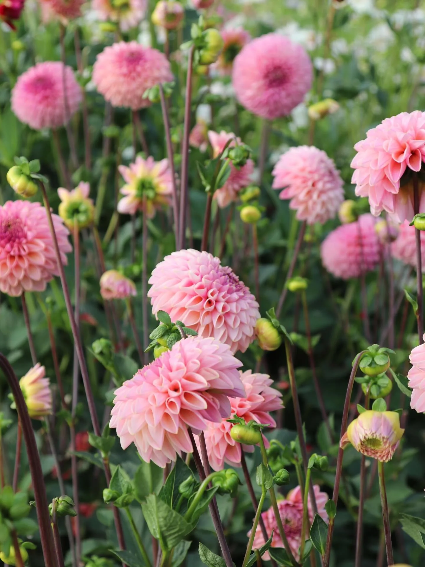 Thank you for all your dahlia tuber orders last week and this weekend! All order placed last week are packed and ready to ship tomorrow or ready for pick up at the store later this week. All orders placed this weekend will be packed tomorrow and Tues