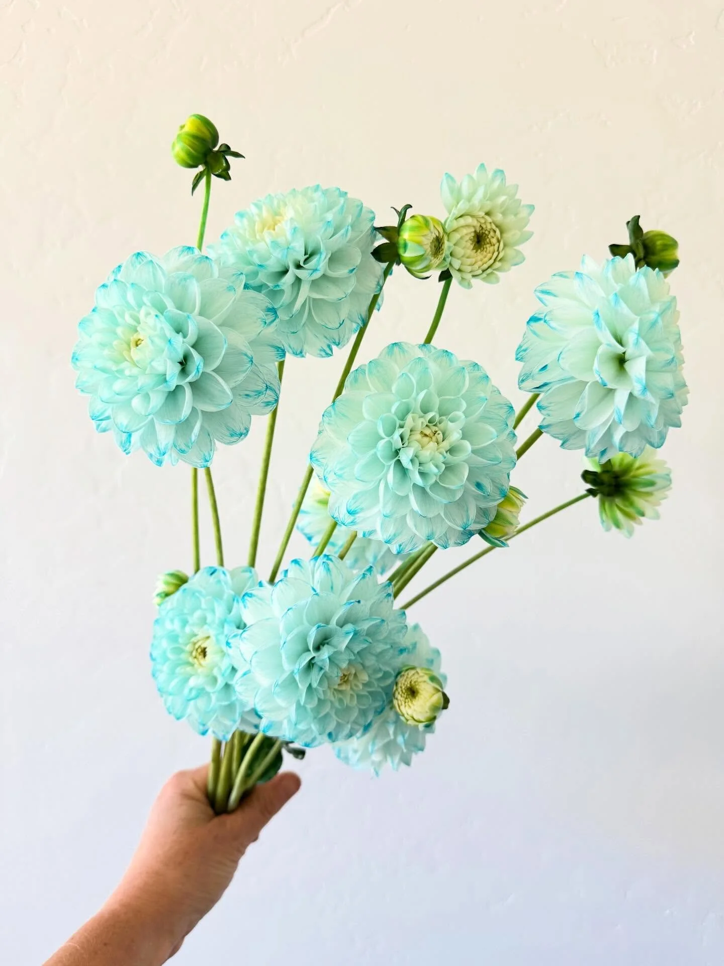 Introducing Blue Moon! We are so excited to share with you our blue dahlia. This one was such a surprise in our seedling patch last year, but so so good! We had great tuber production and will be growing it out this year in hopes of having enough tub