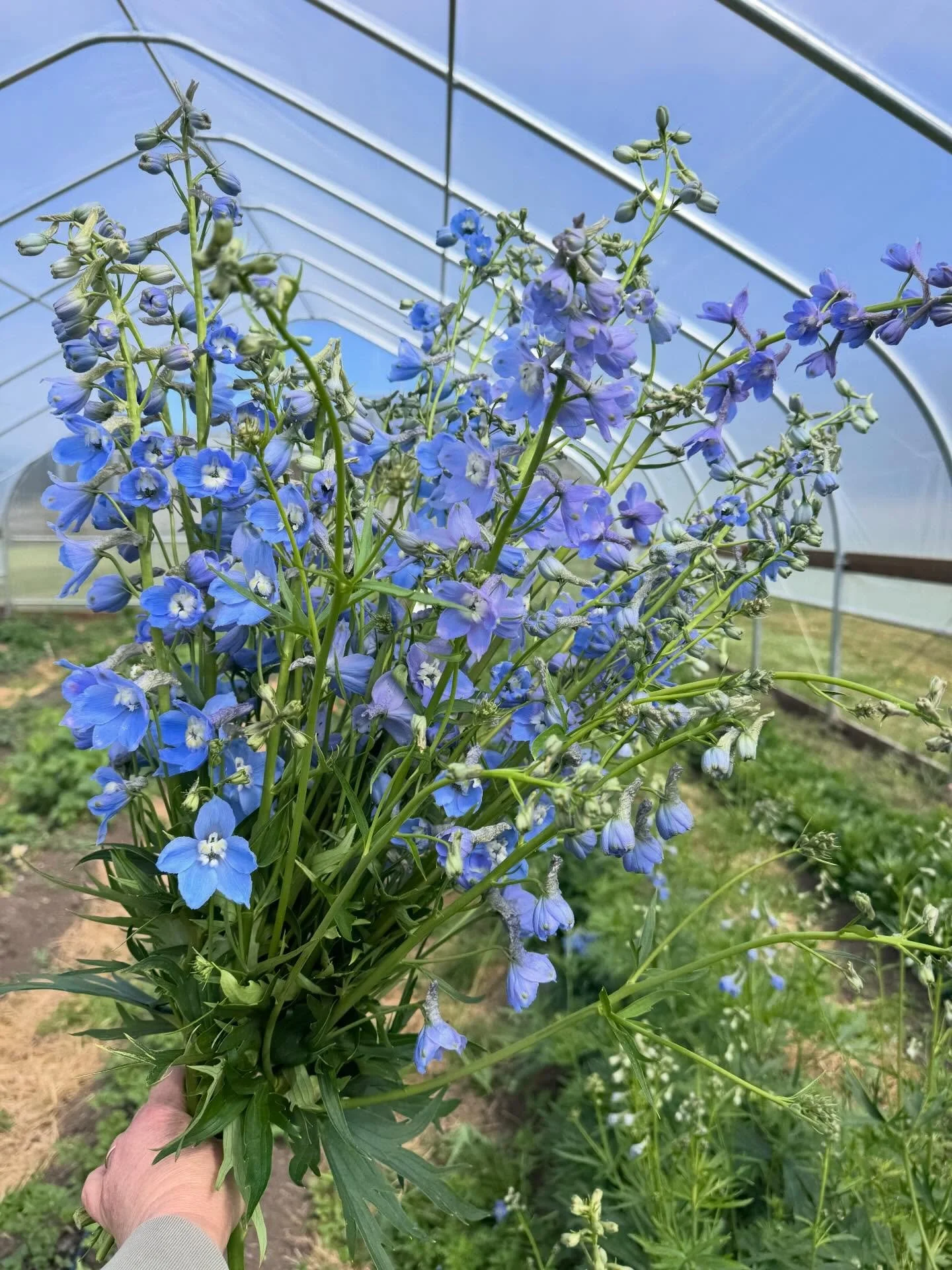While yesterday&rsquo;s blue dahlias may have been an April fools joke, these delphinium blue coming out of our high tunnel right now are no joke! They are soo pretty and will be making their way into our east bouquets.