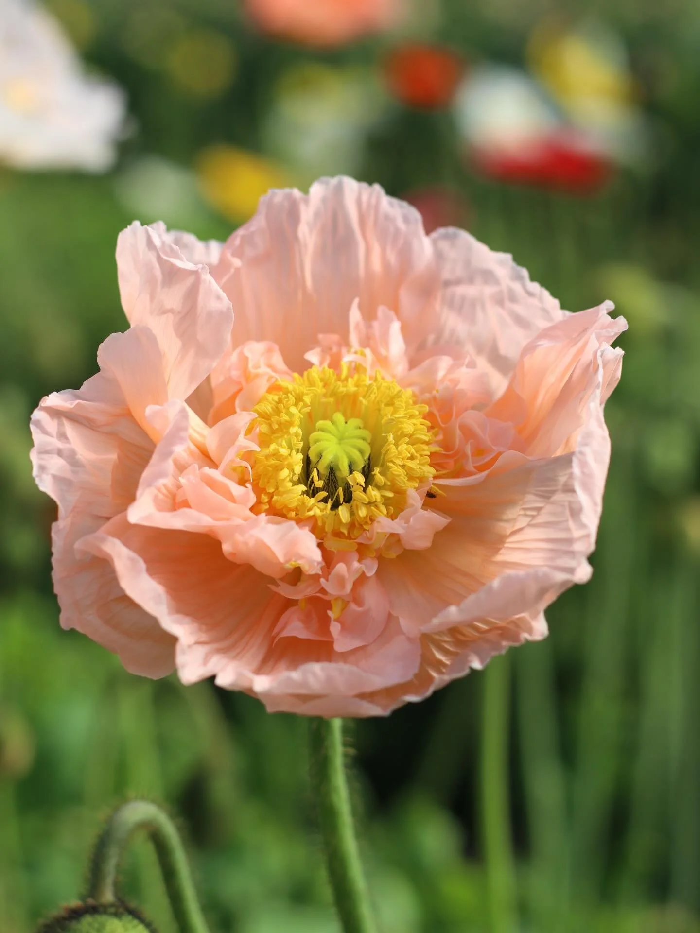 Happy Easter from our farm!