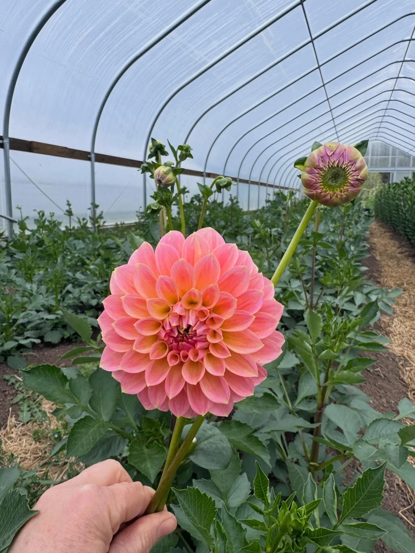 4.16.26 first dahlia bloom! 
It will be a little while before we are rolling in them &hellip;. But soon!
