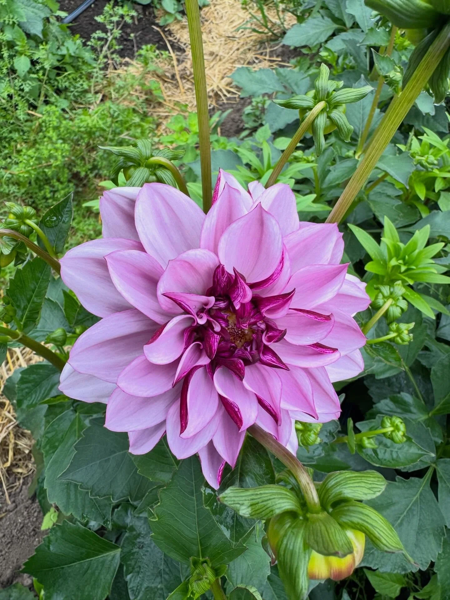 Creme De Casis is the second dahlia to the party this season! 

And we are having a dahlia tuber sale!  All tubers in store and online are 30% off.

Use code DAHLIAS at check out.