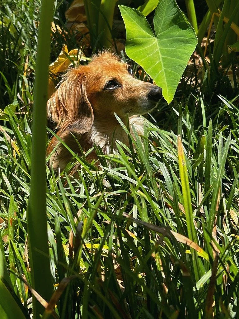 A small brown and white dog with floppy ears sitting in tall green grass, looking attentively at a large green leaf in front of it.