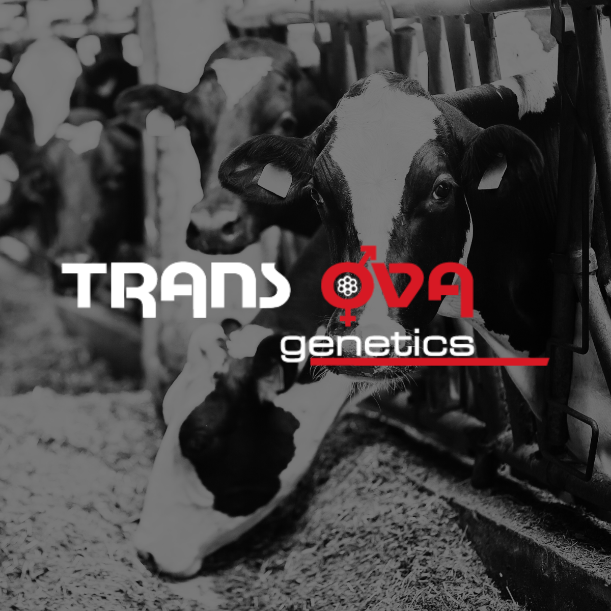 When Genetic Progress Becomes Compounded:       Trans Ova Highlight