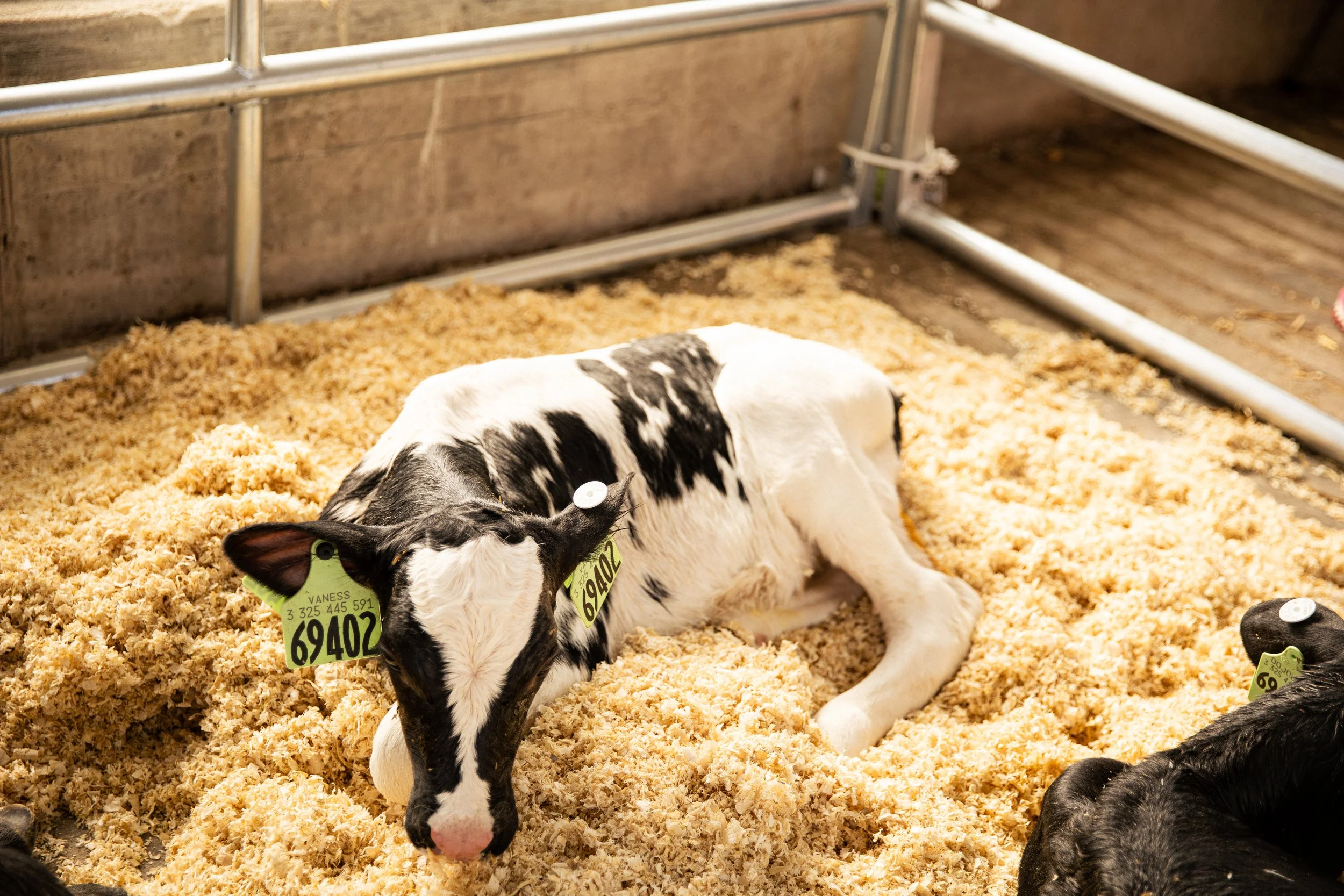 Adopt a Cow Connects Classrooms to Dairy Farms