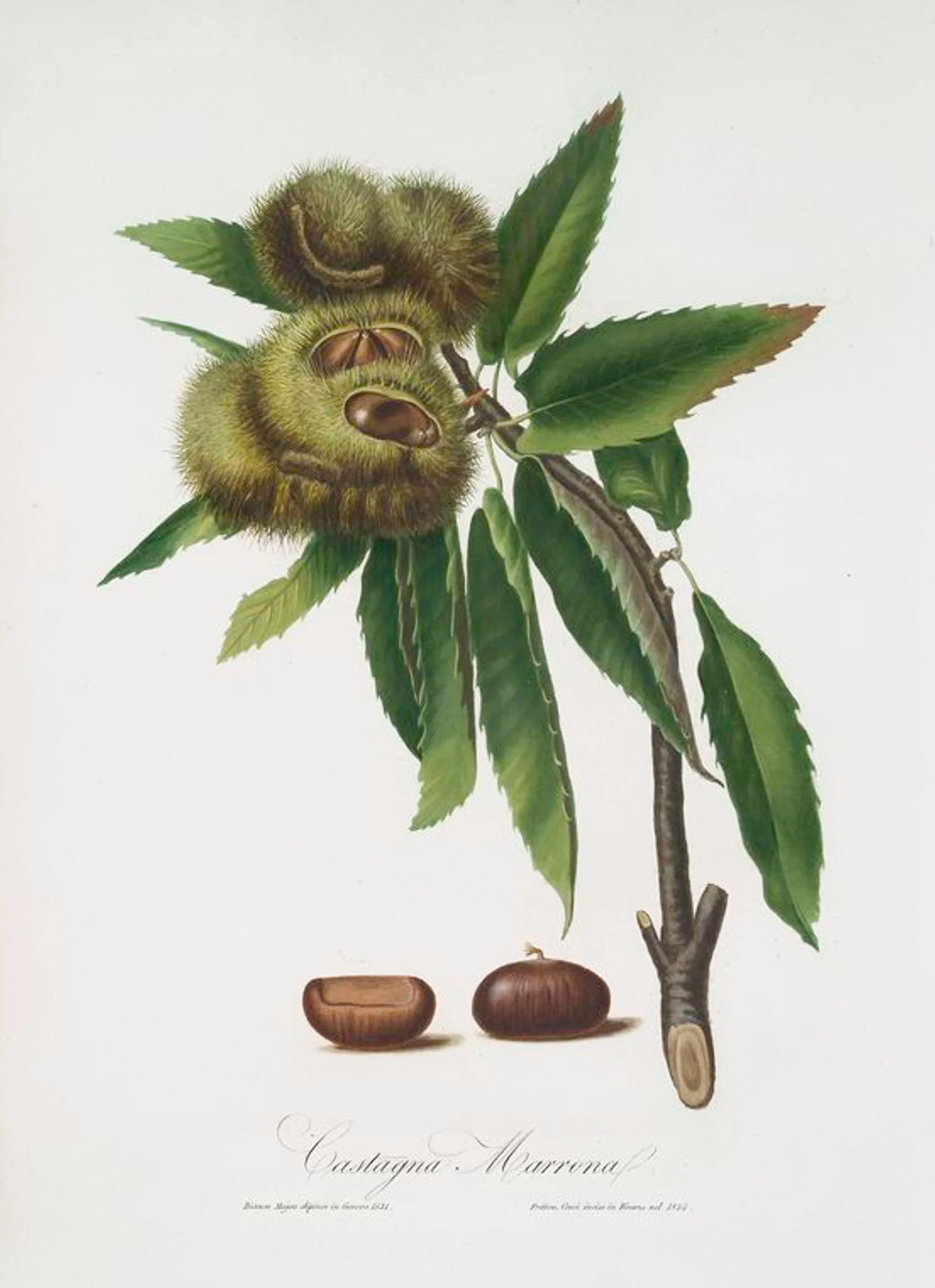Nutrient-rich chestnut fruit. "Castagna marrona. [Castanea sativa ; Spanish chestnut]" 1817 - 1839. Rare Book Division, The New York Public Library. The New York Public Library Digital Collections.